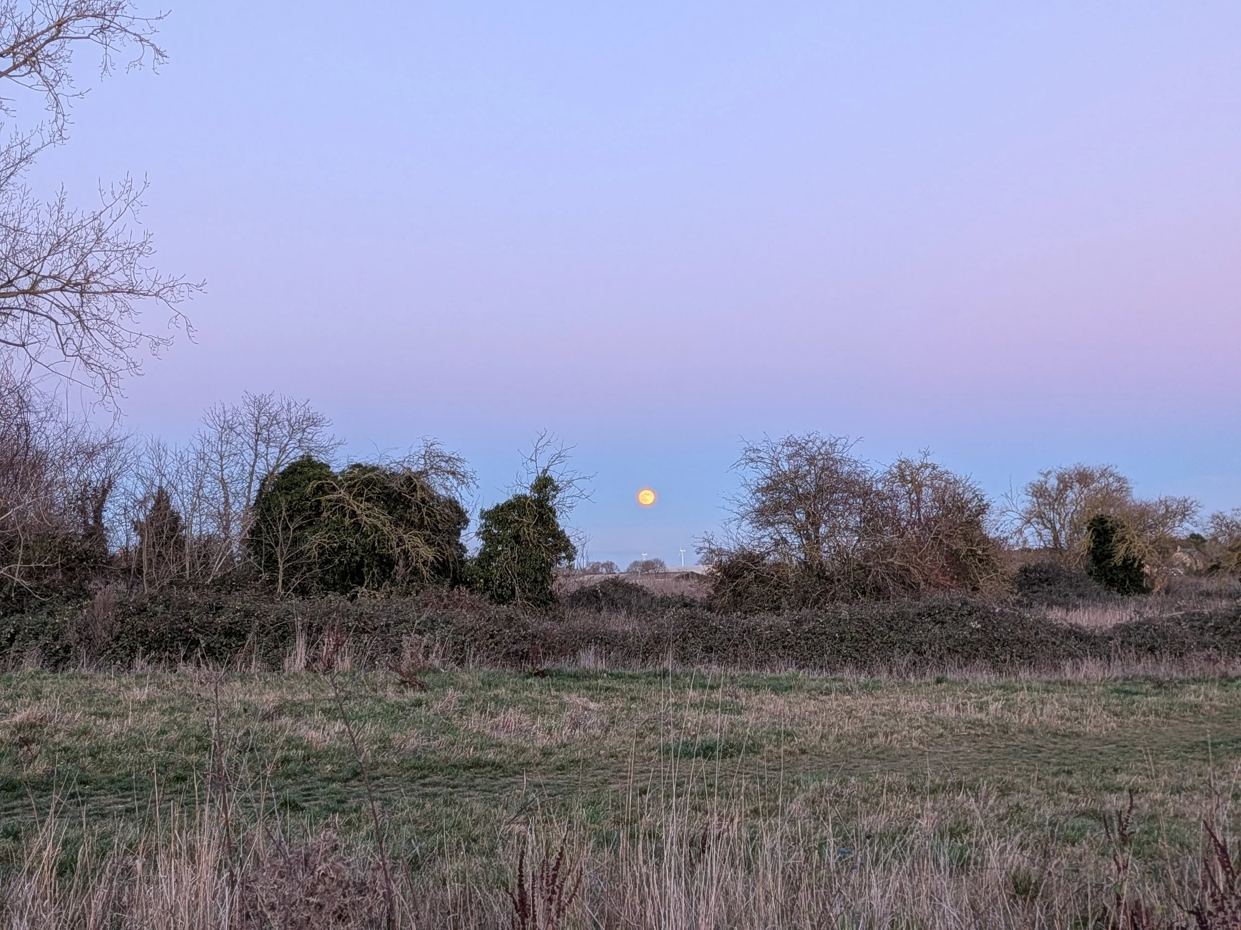 A bright yellow full moon in blue sky between trees on a rural landscape.