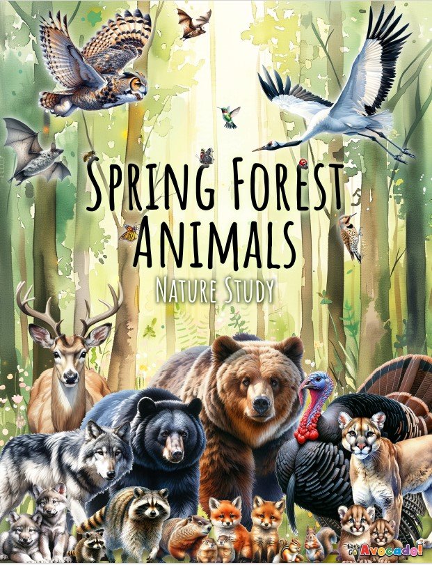 Spring Forest.jpg