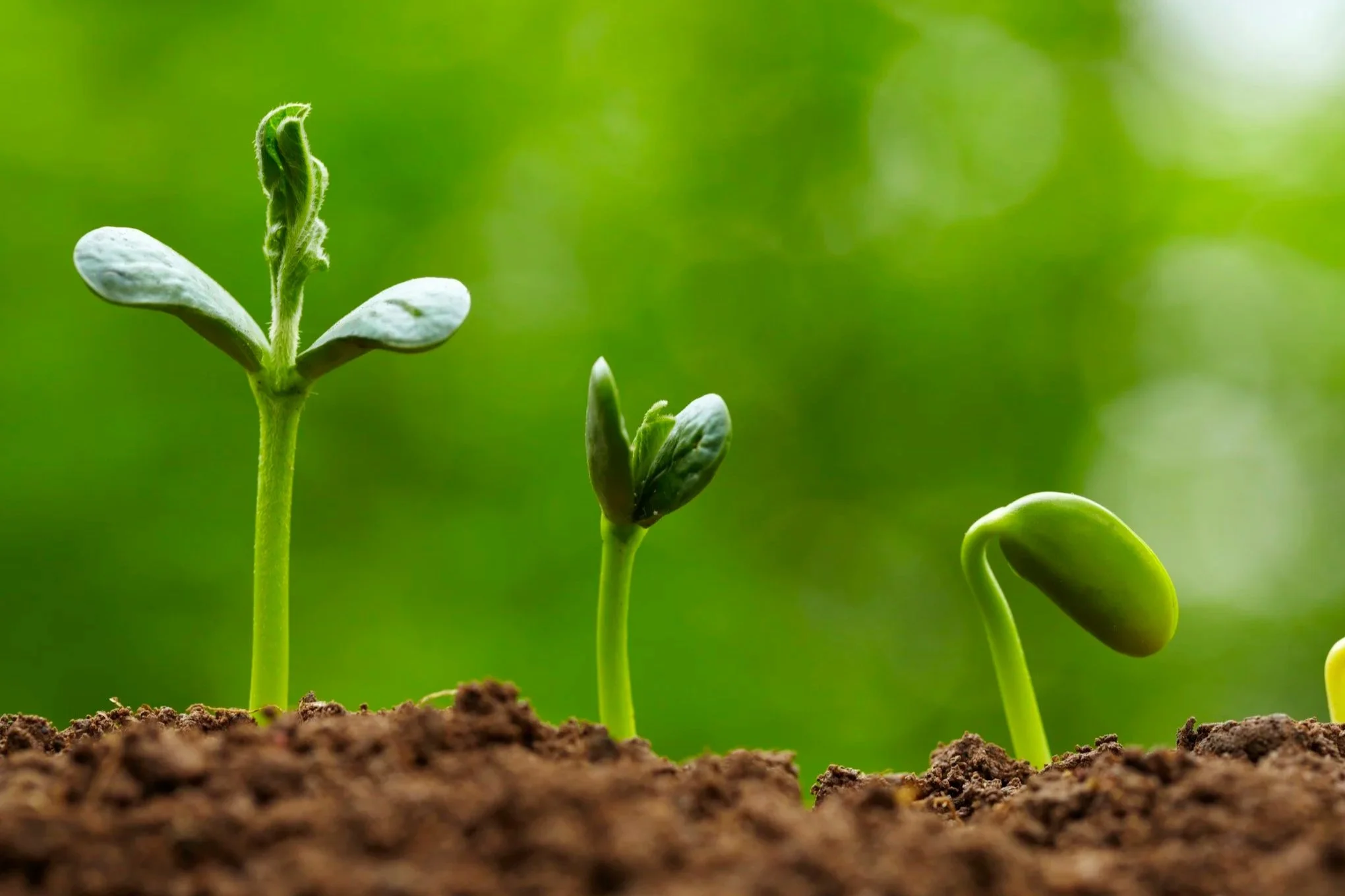 Seed-iStock-bo1982-20170316.jpg