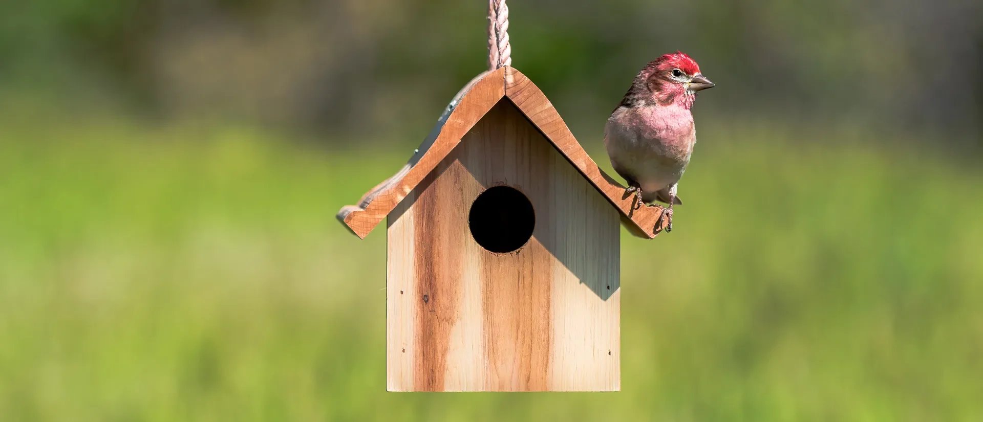 PP_Bird-Houses_Wren-Home_50301.jpg.webp