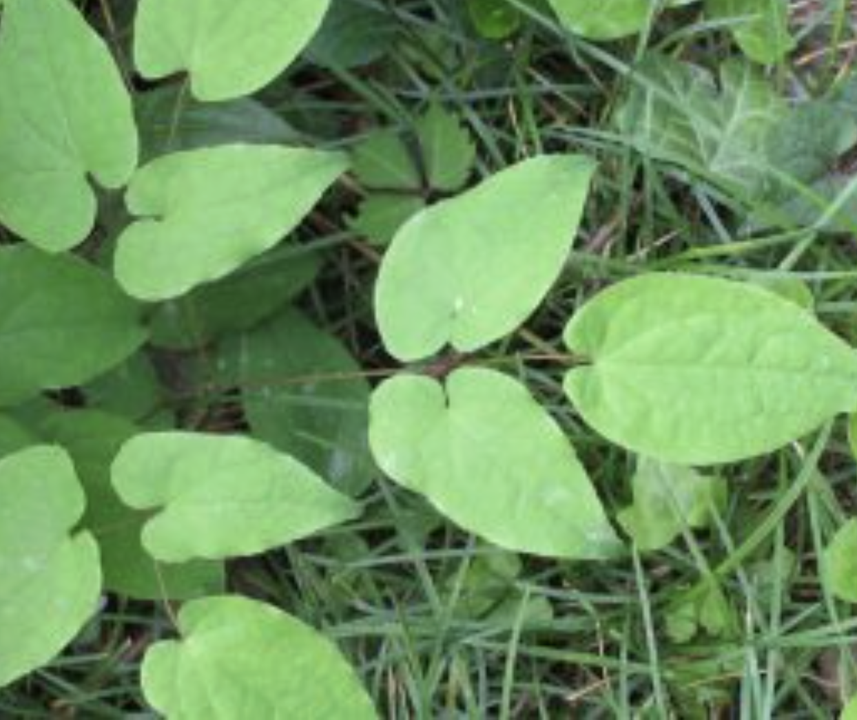 Horny Goat Weed: Is It Really for Men’s Vitality, or Just a Name?