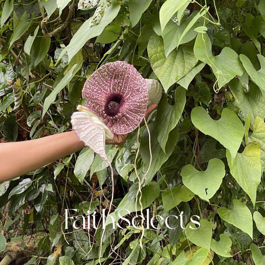 Duck Flower FAQ: Simple Answers You Should Know