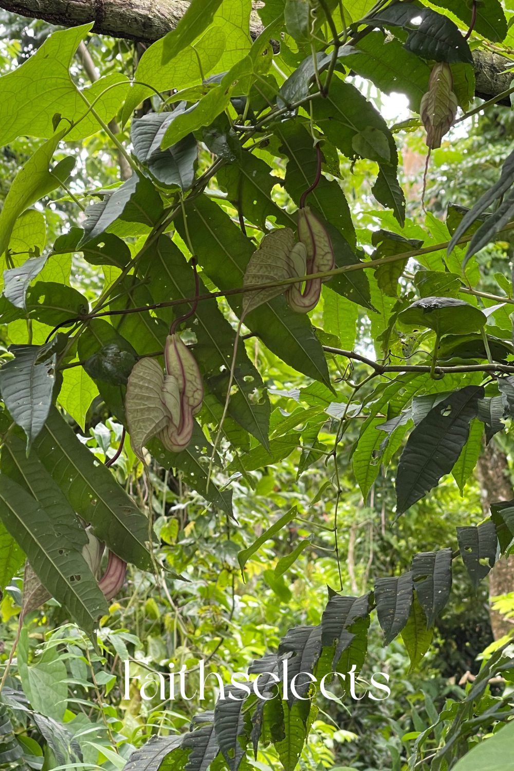 What Is Duck Flower? (Aristolochia grandiflora)