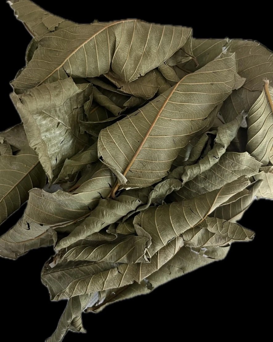 Jamaican Guava Leaves