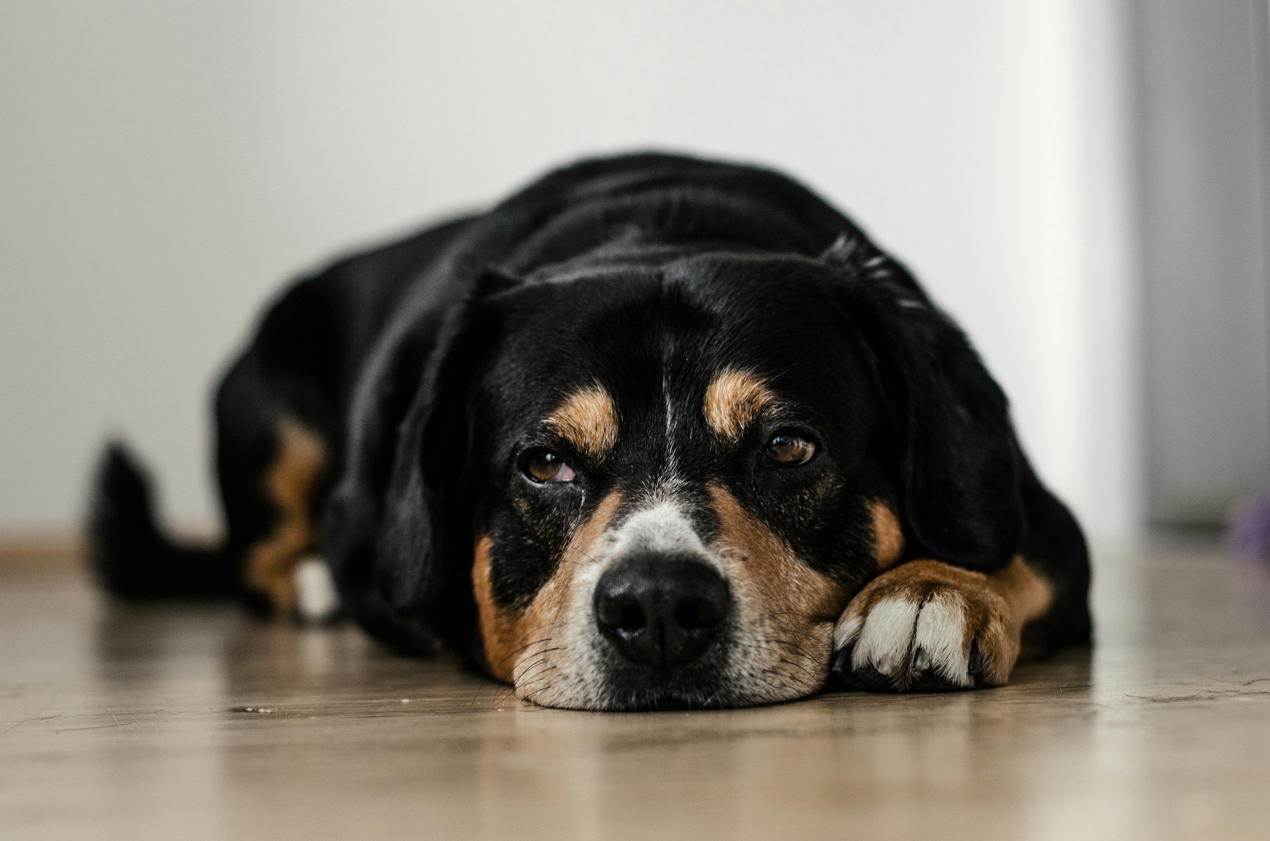 Varför är vaccinationer viktiga för din hund?