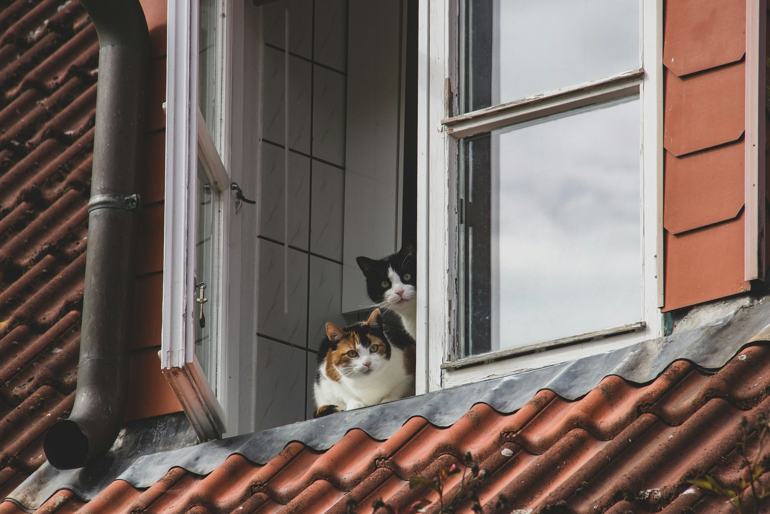 Varning för öppna fönster – så skyddar du din katt under vårstädningen