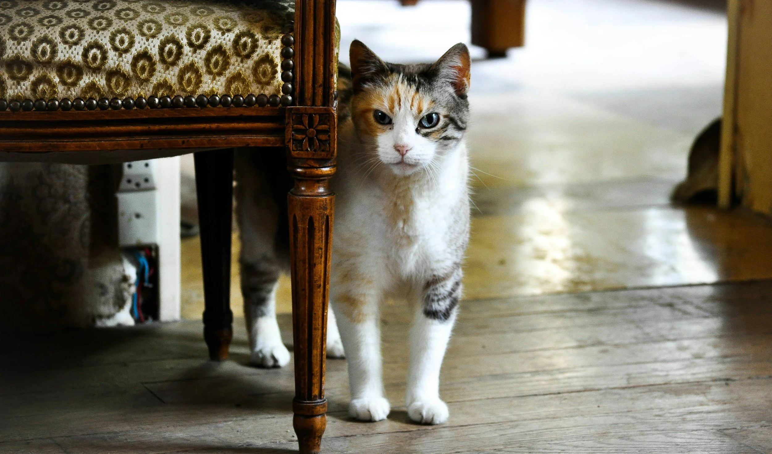 Epilepsi och kramper hos hund och katt