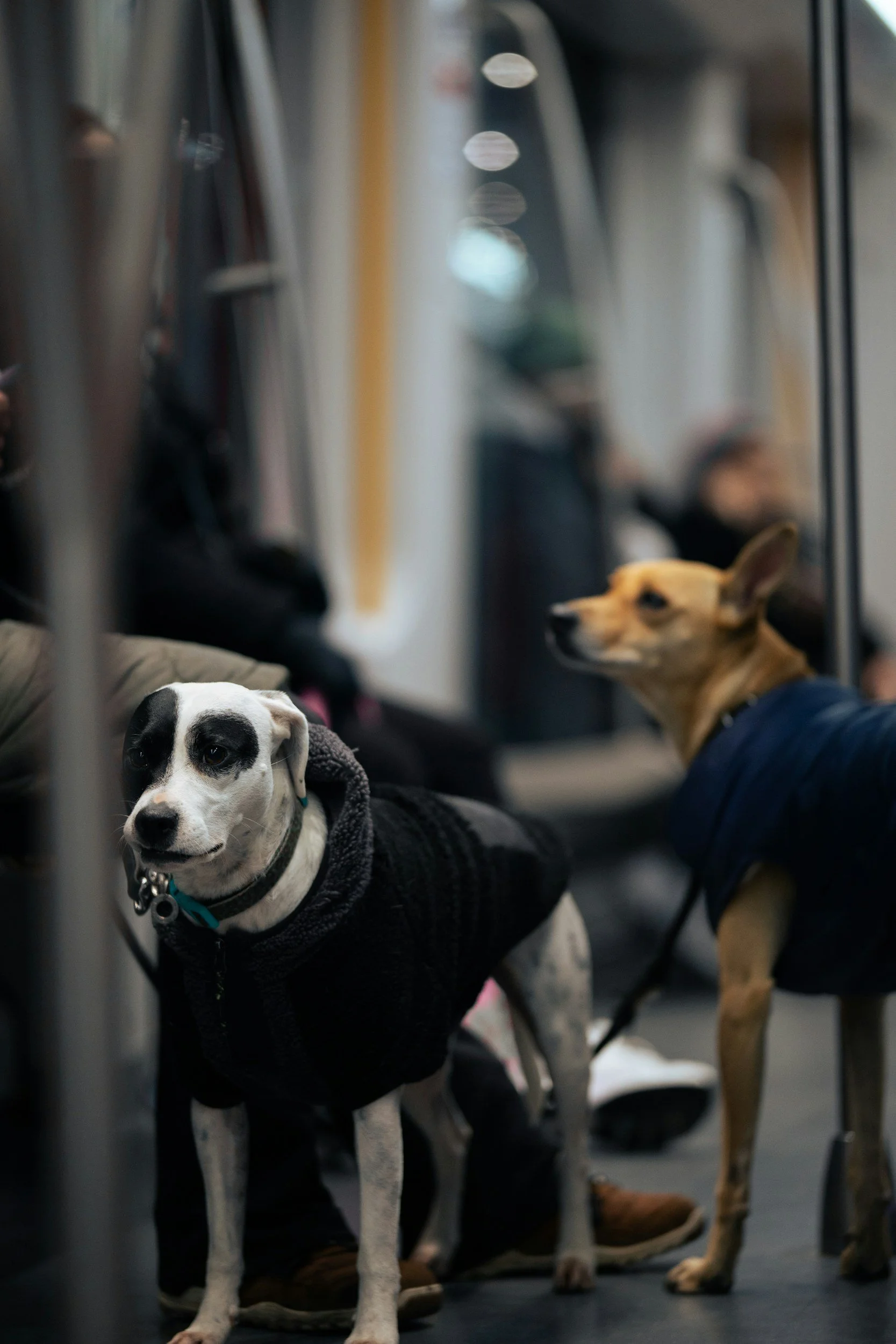 Resa med djur i kollektivtrafiken i Stockholm