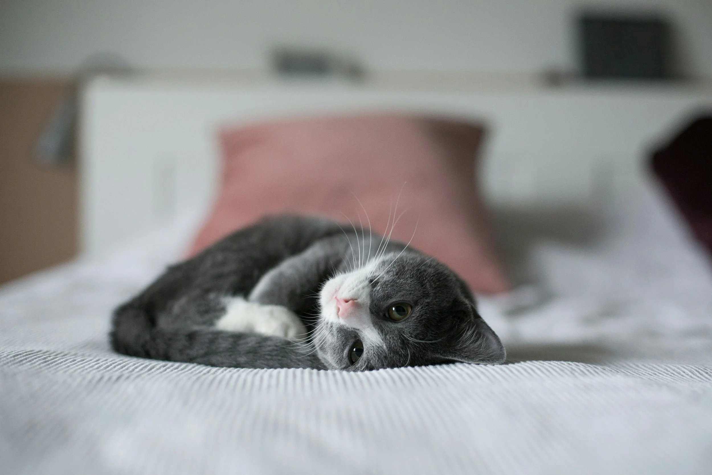 Njursjukdom hos katt – vad är det och vilka symtom ska jag vara uppmärksam på?