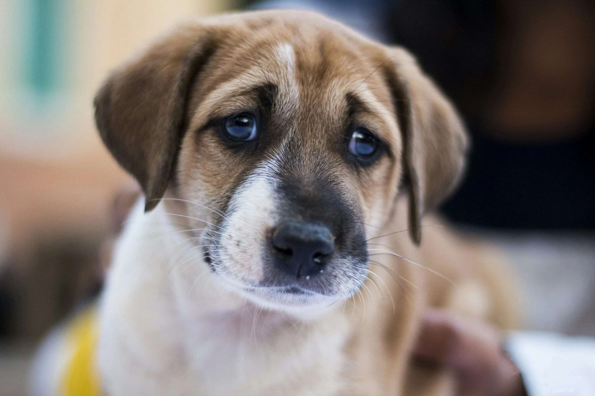 Separationsångest hos hund – varför uppstår det och hur kan du hjälpa?