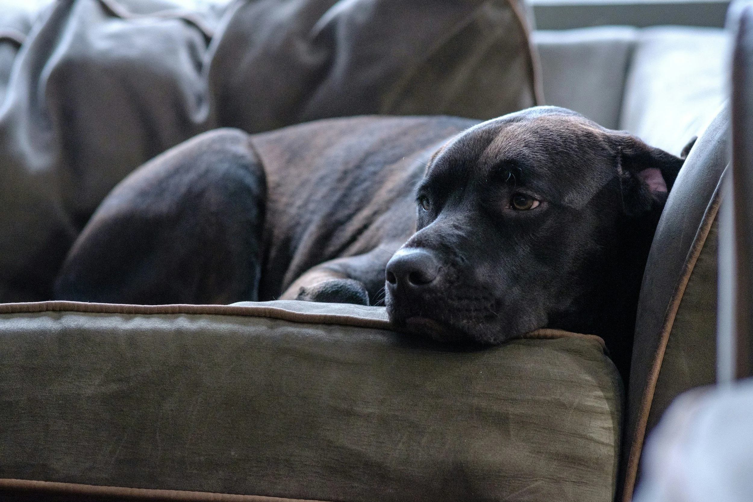Ensamträning för hund – så lär du din bästa vän att vara trygg hemma själv