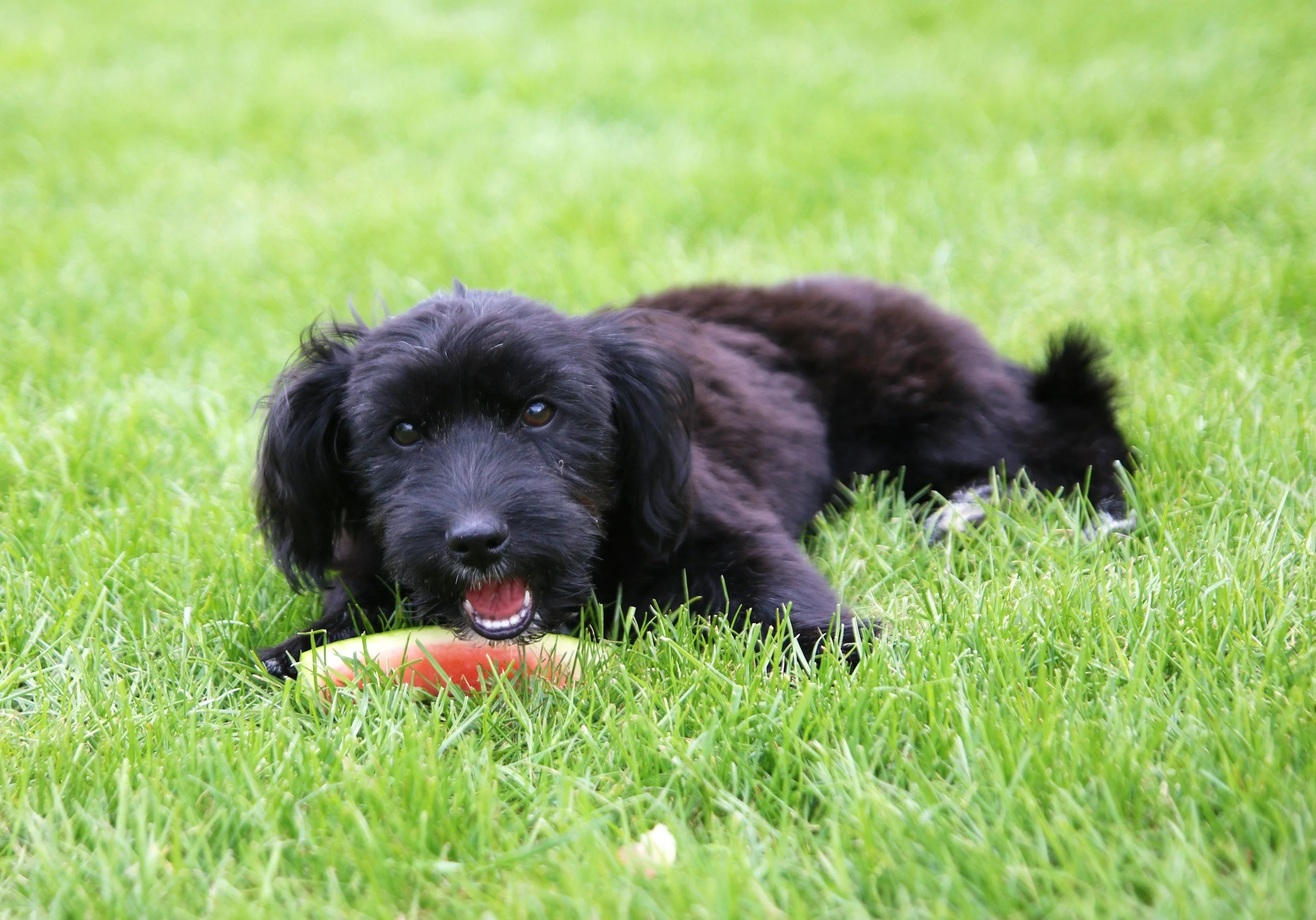Vattenmelonens dag! Men får hunden smaka?