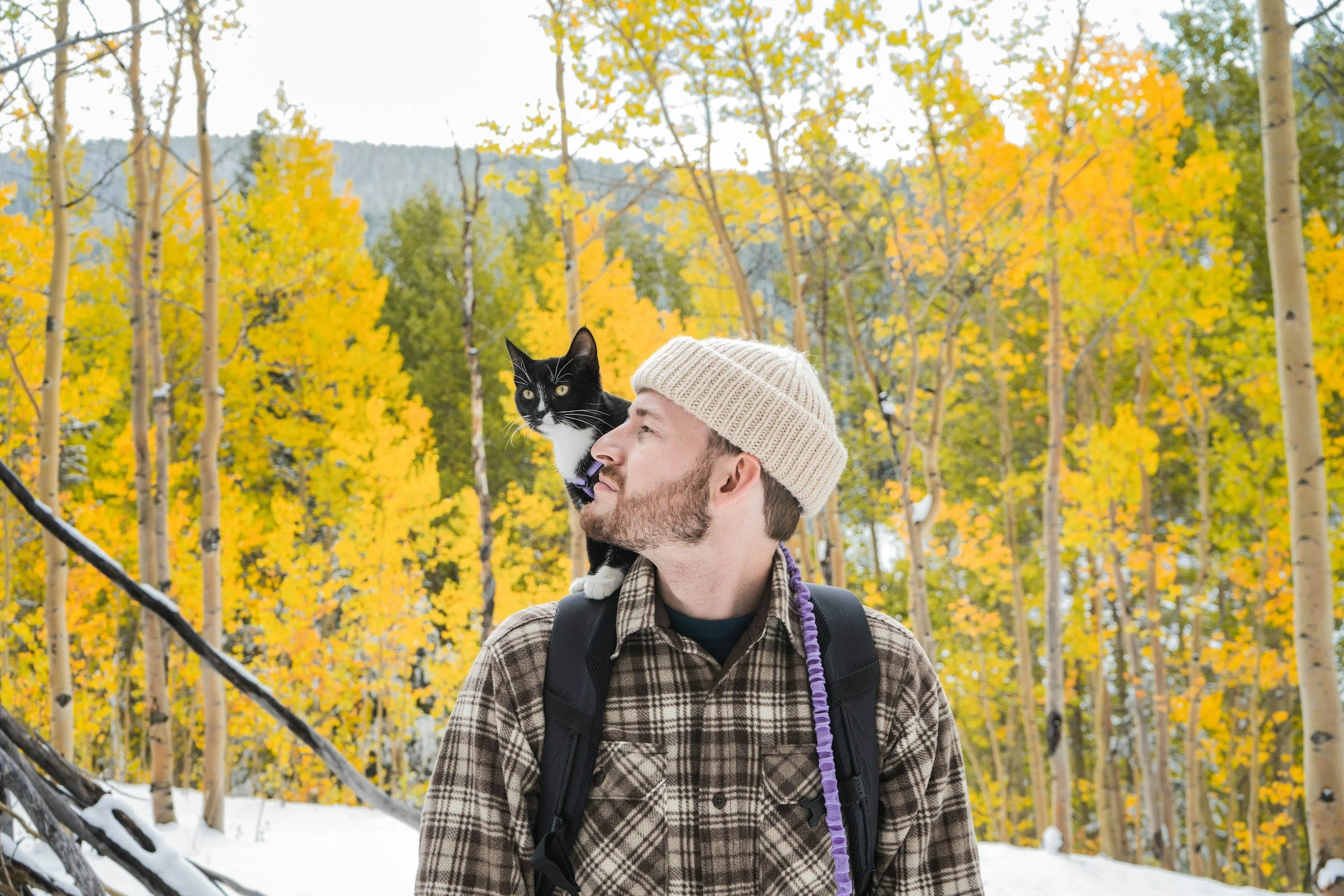 Katten och människan genom historien