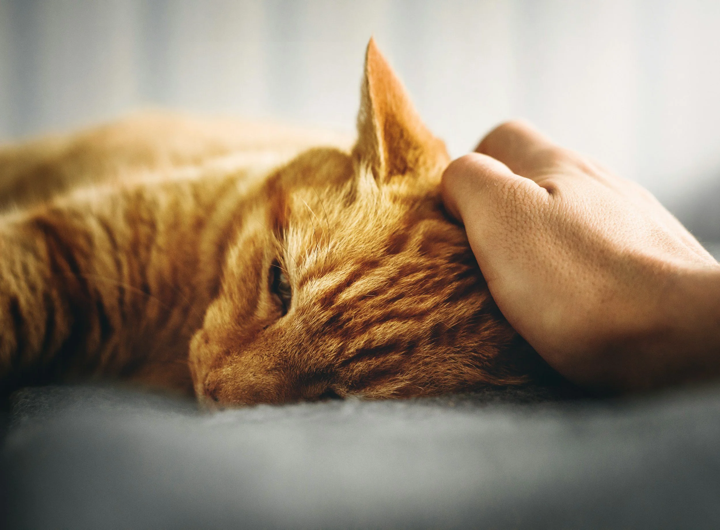 Lymfom hos hund och katt – vad innebär det?