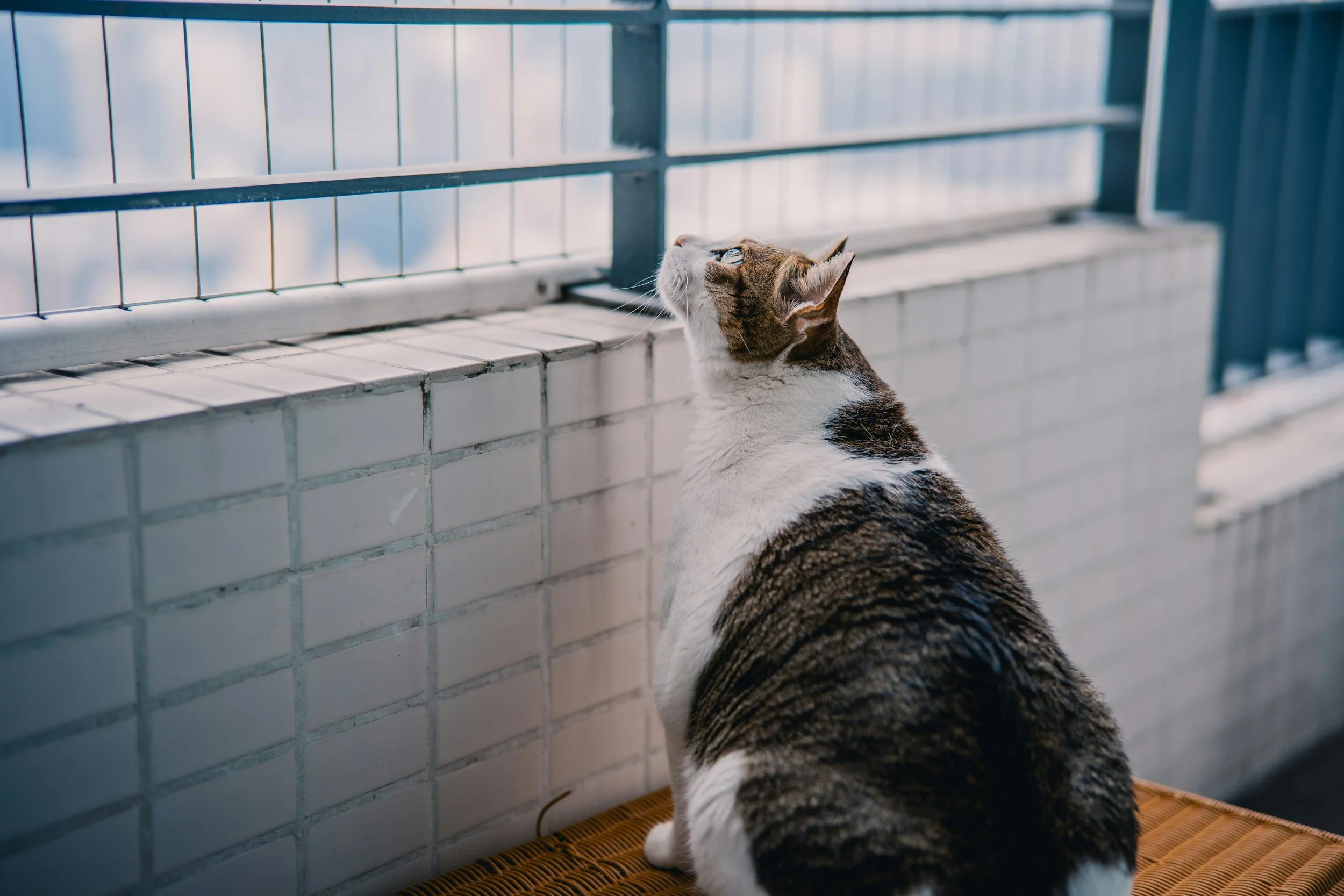 Hjälp din katt att hålla rätt vikt, för ett friskare och längre liv