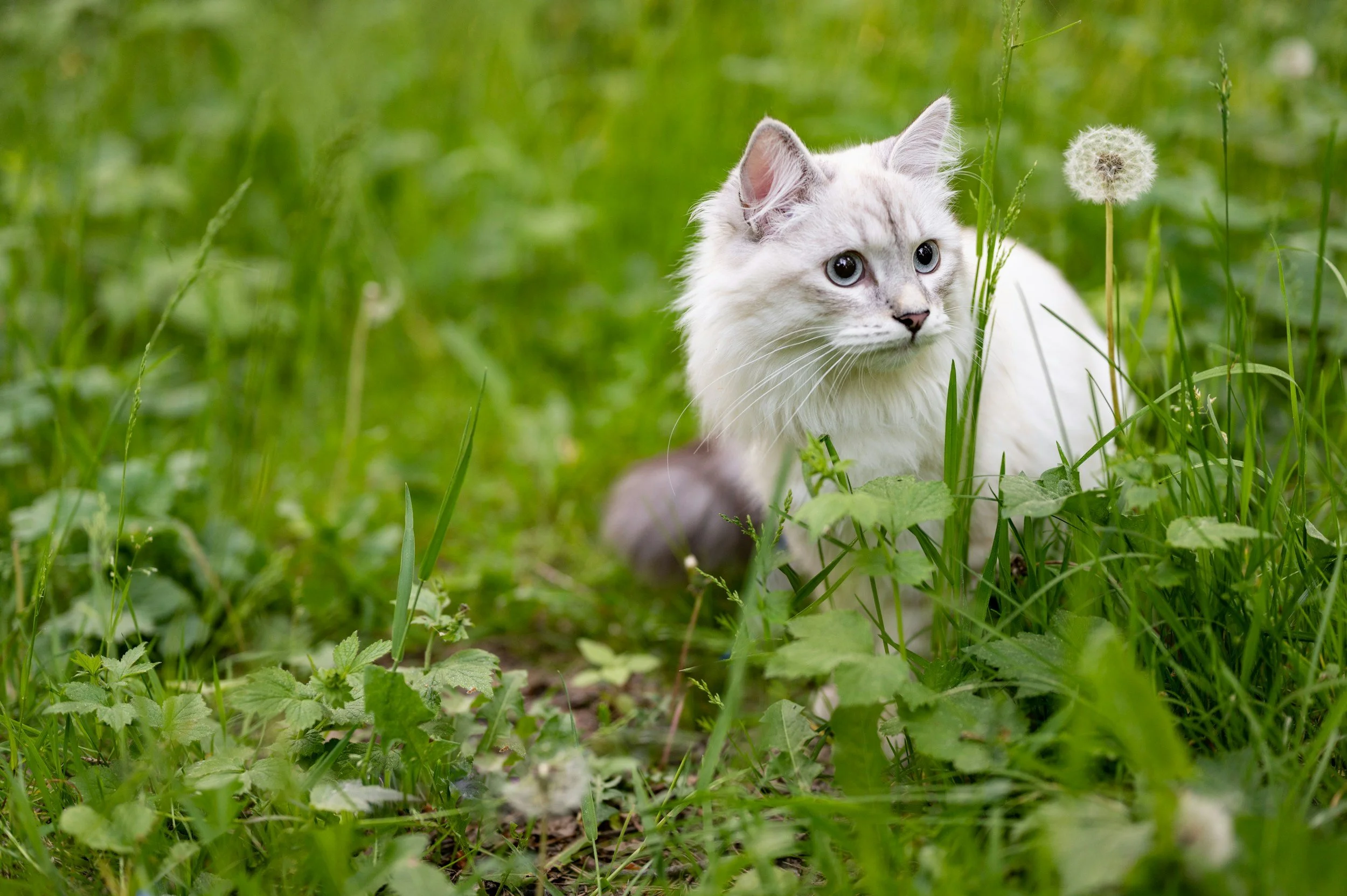 Är kattgräs bra för katter?