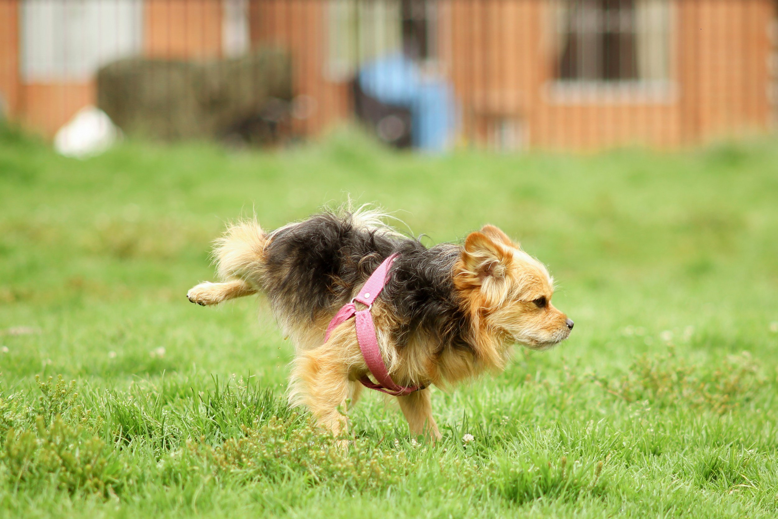 Urinprov hos hund - så går det till och så tar du provet hemma
