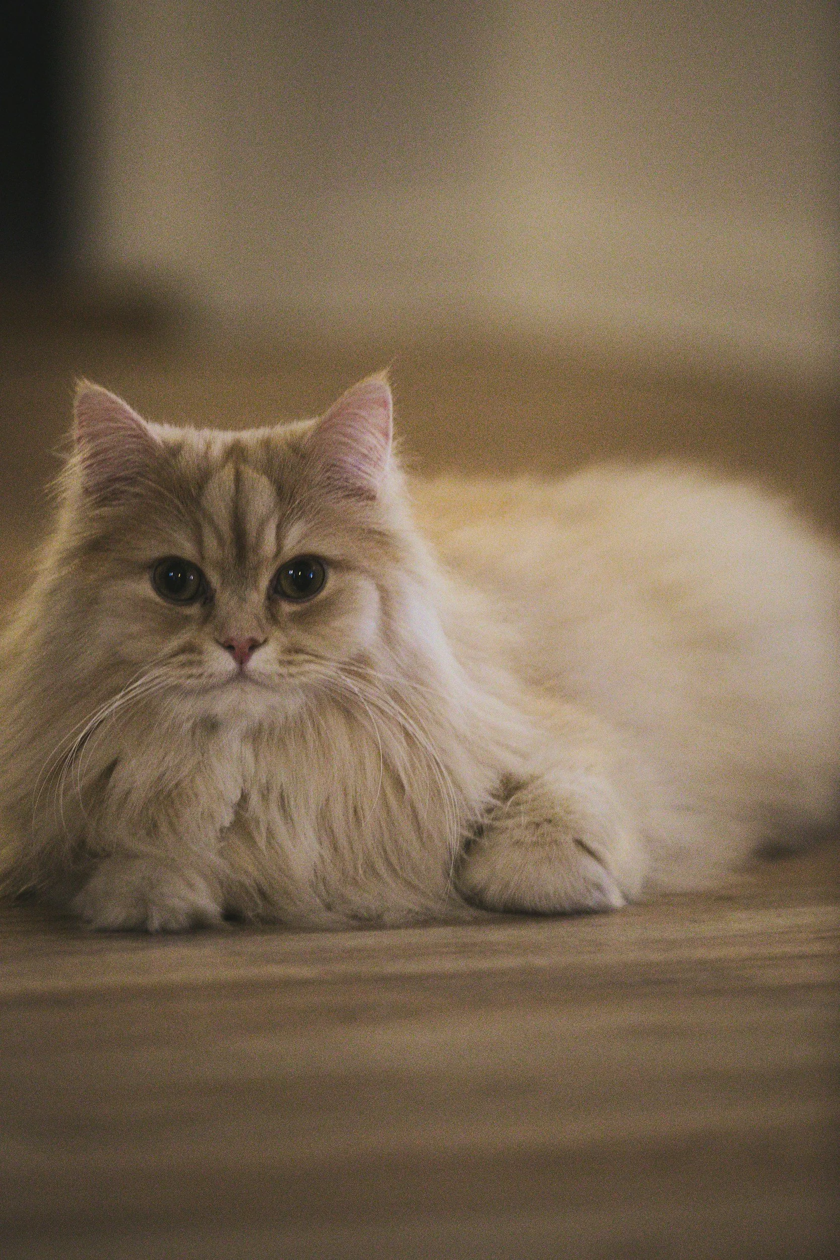 Kattsnuva - symtom, smitta och behandling