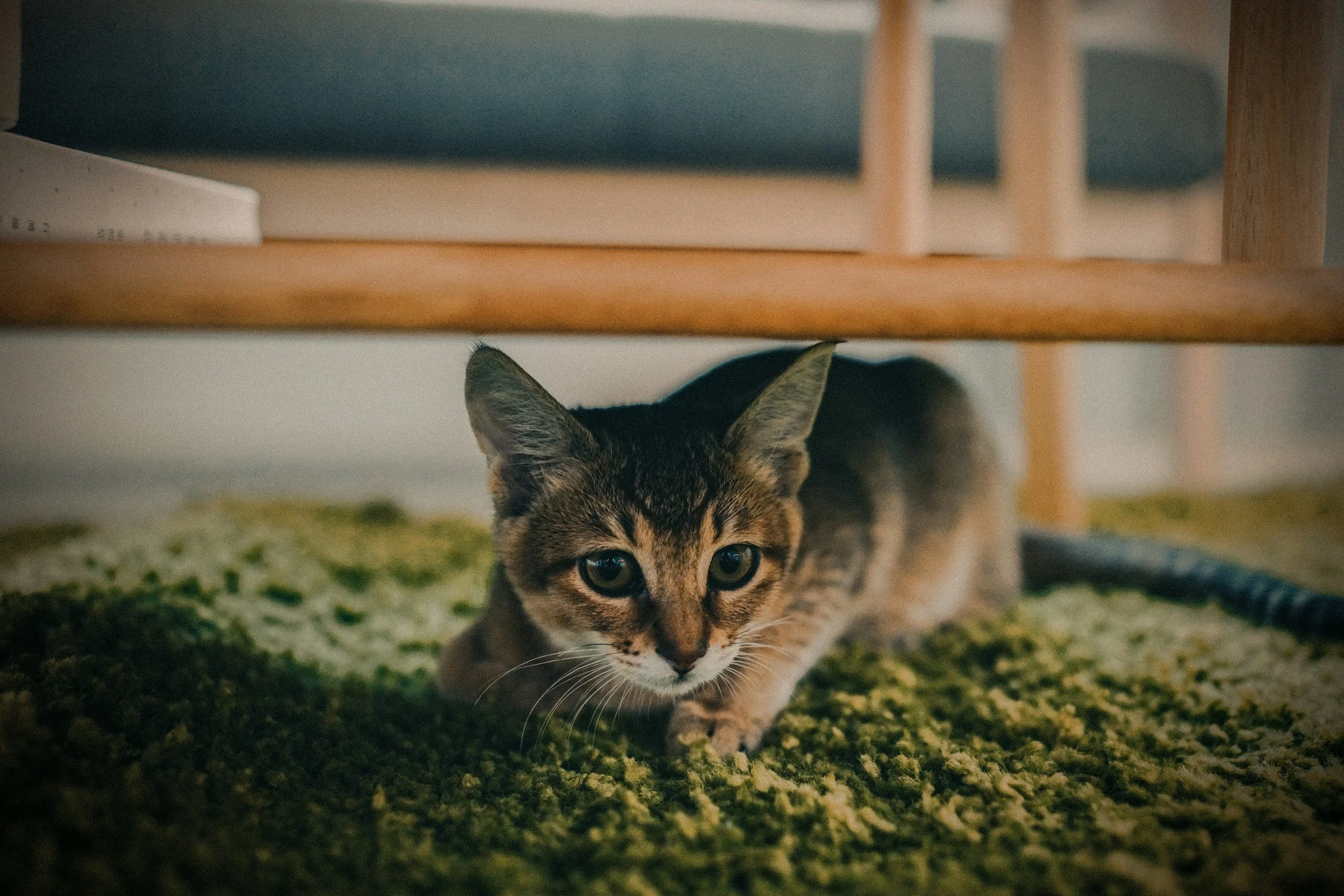 Tecken på stress hos katt - så känner du igen det och hjälper din vän att må bättre