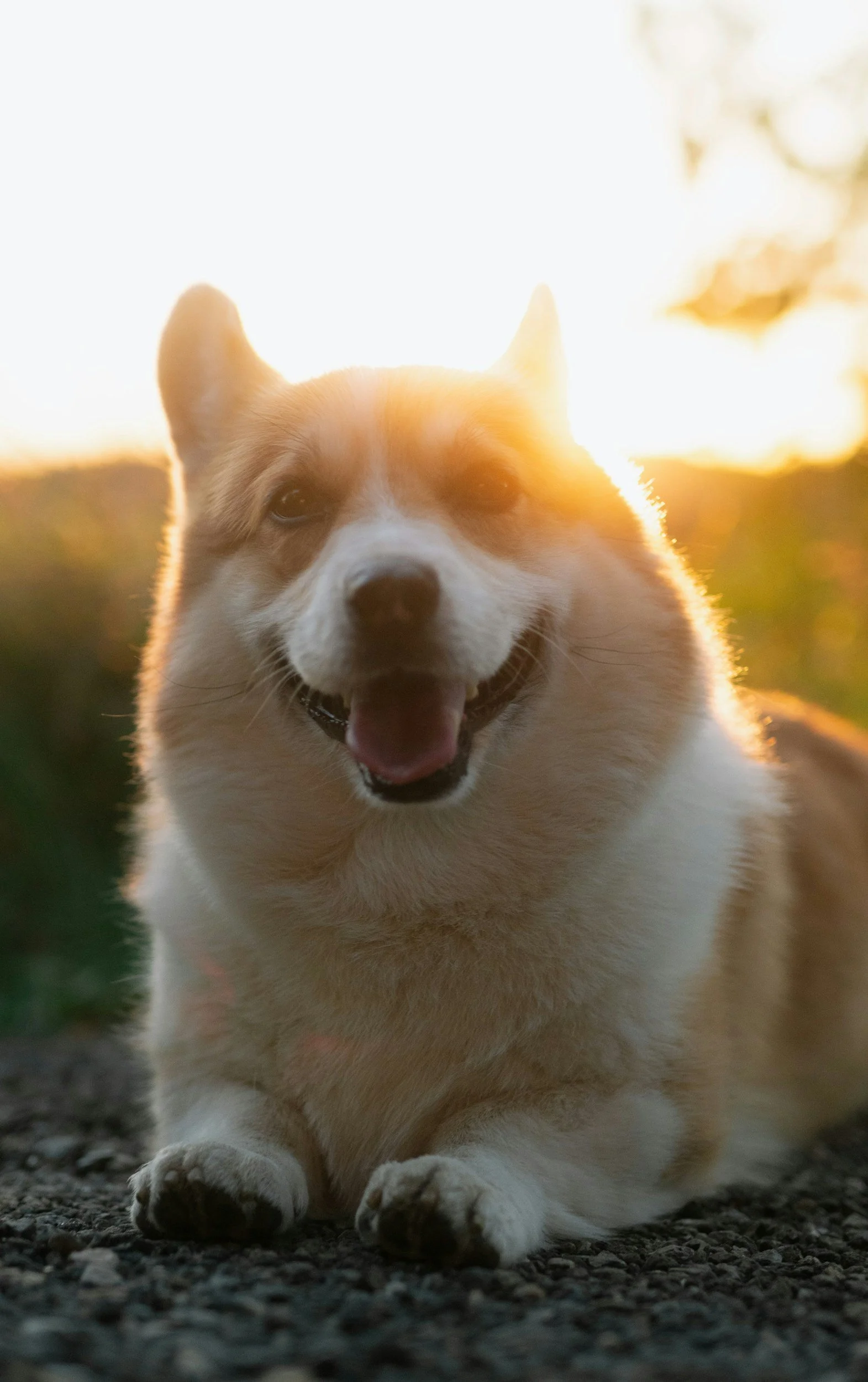 5 tips från veterinären för ett friskt hundliv