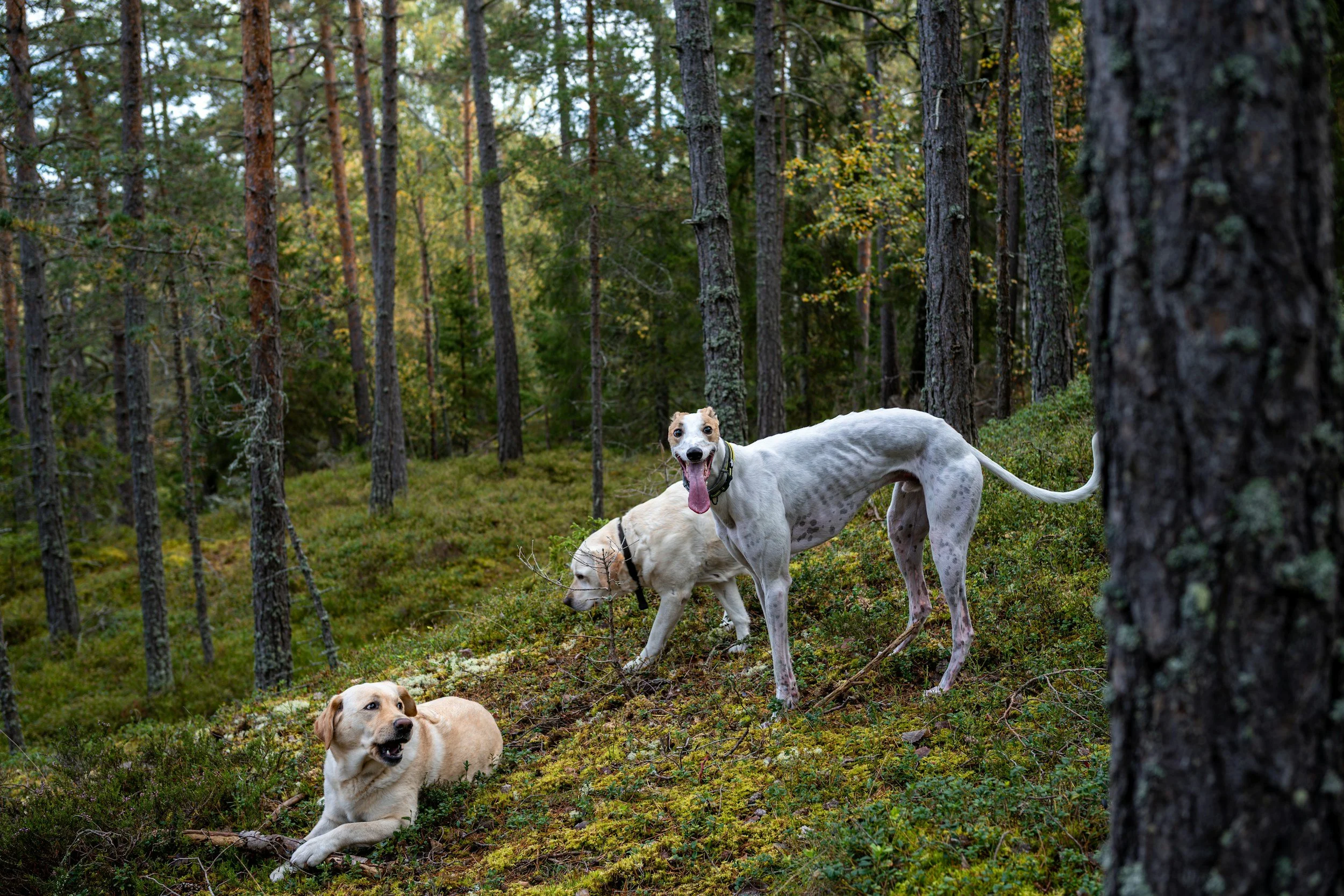 Hundens bucket list - 10 saker varje hund borde få uppleva