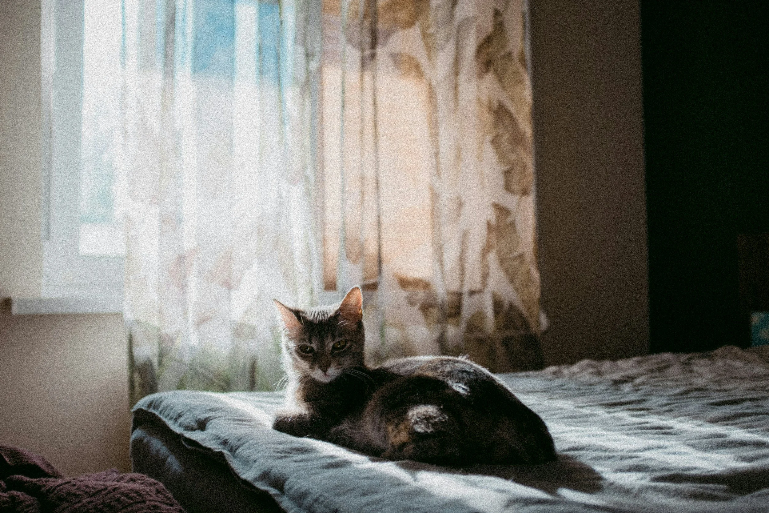 Kattens bucket list - 10 saker varje katt borde få uppleva