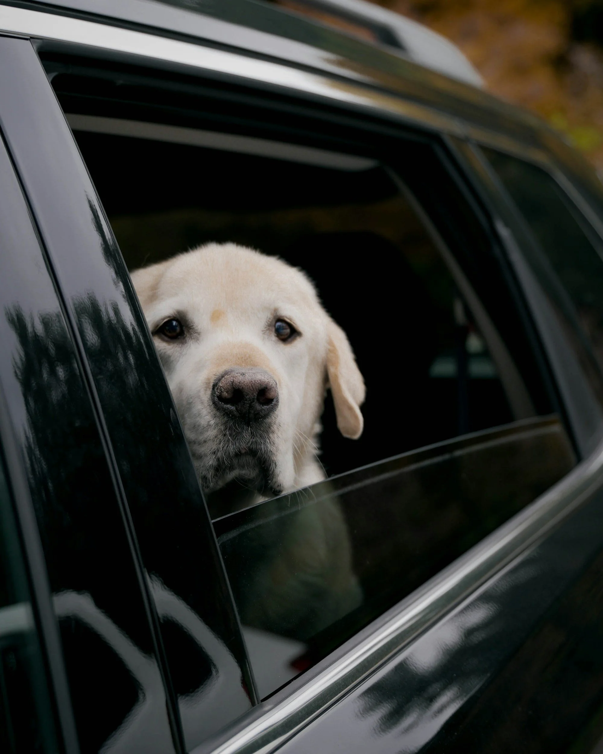 Kalla bilar på vintern - så skyddar du din hund mot kylan