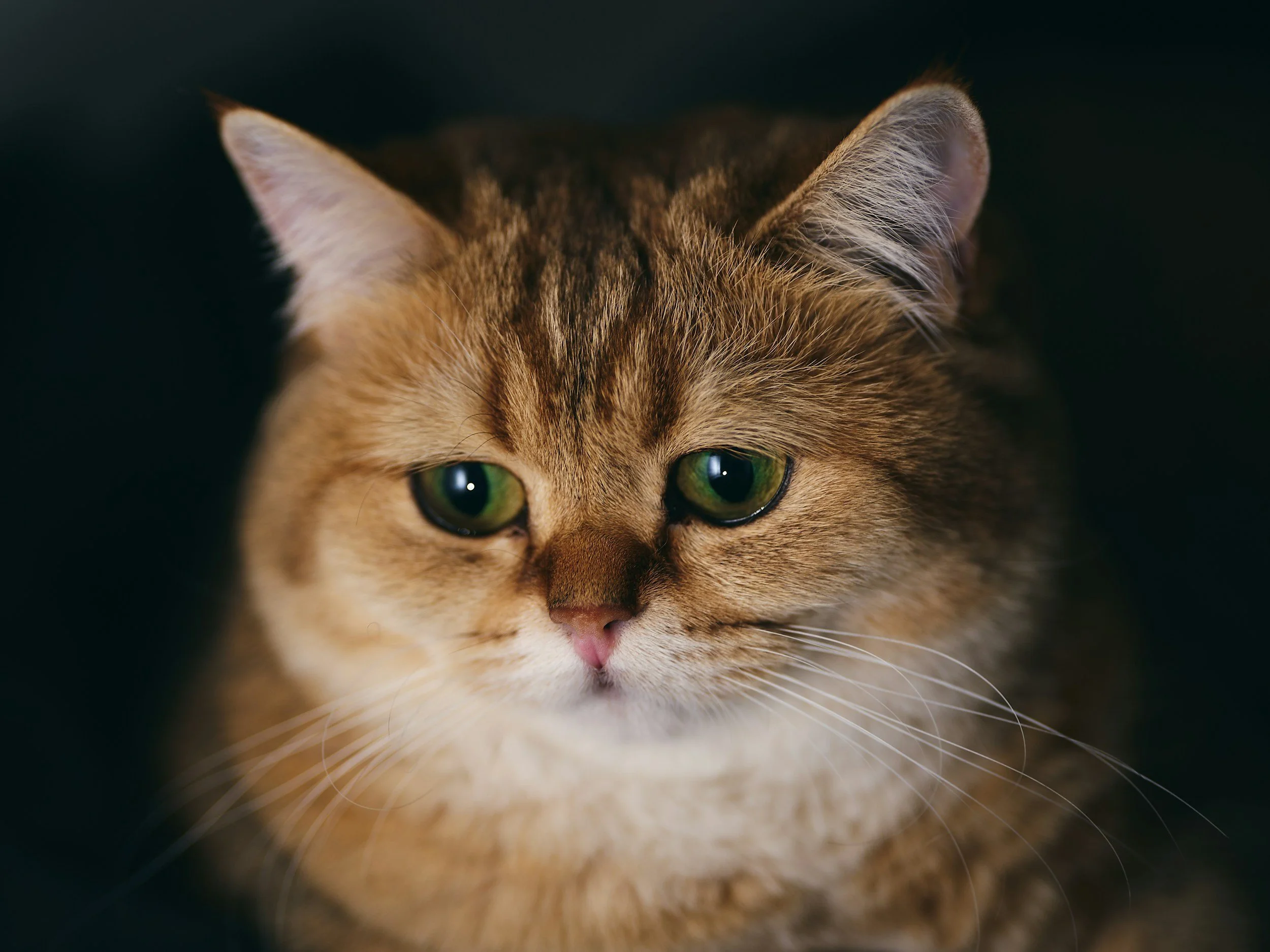 Är det normalt att katten ofta kräks eller har lös mage?