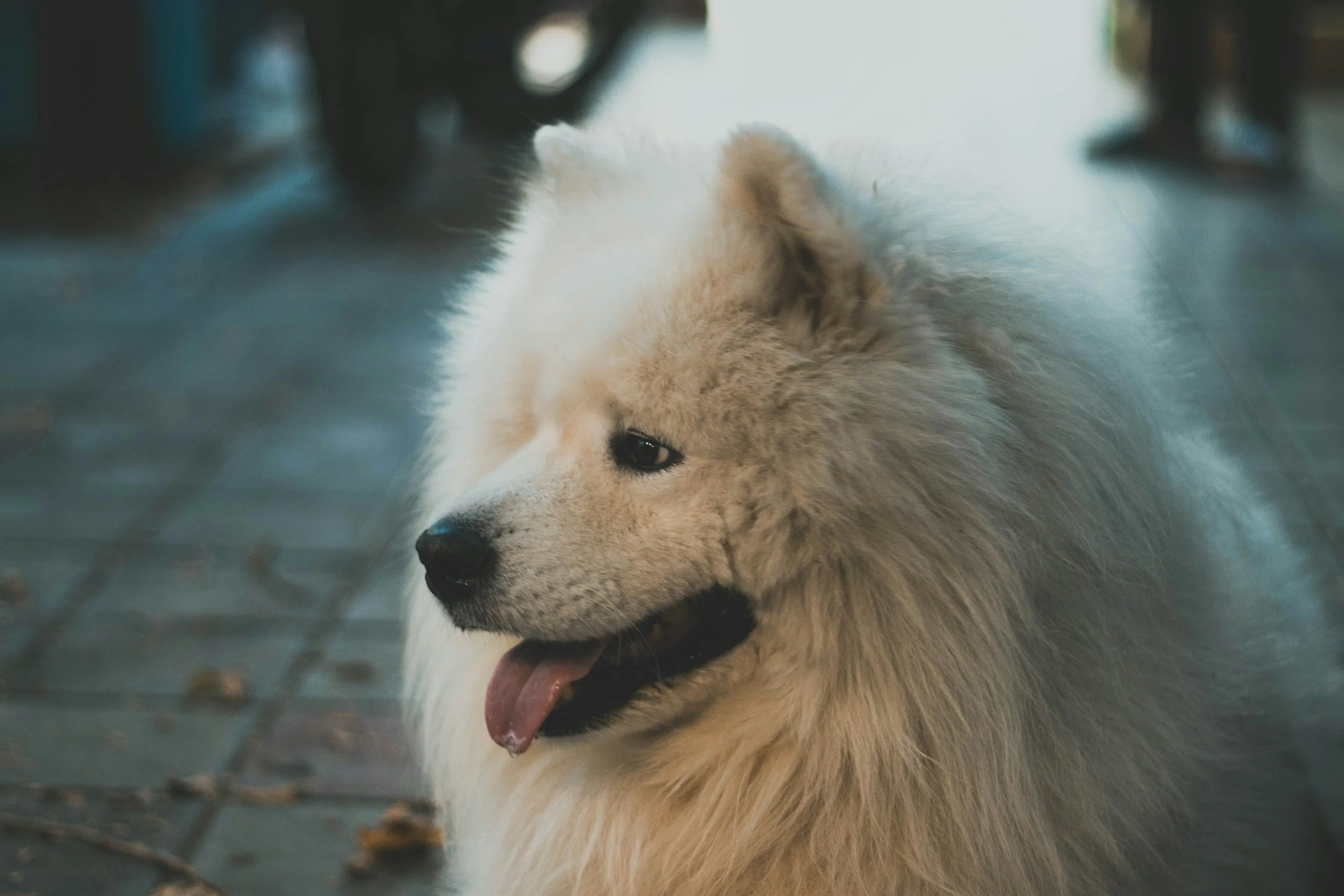 Livskvalitet vid cancer – hur mår djur under behandling?