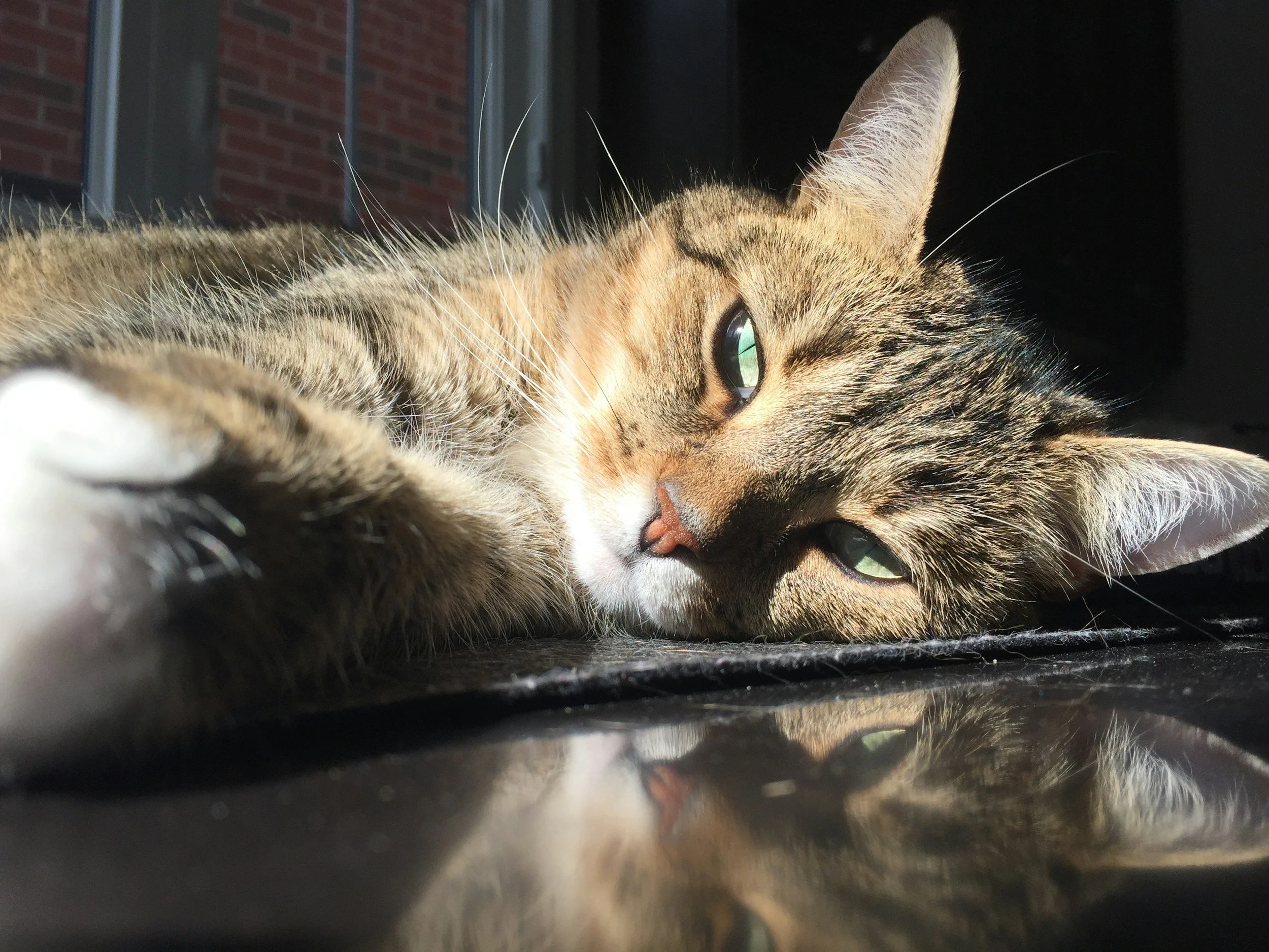 Hur påverkar ljus, temperatur och rutiner våra djur?