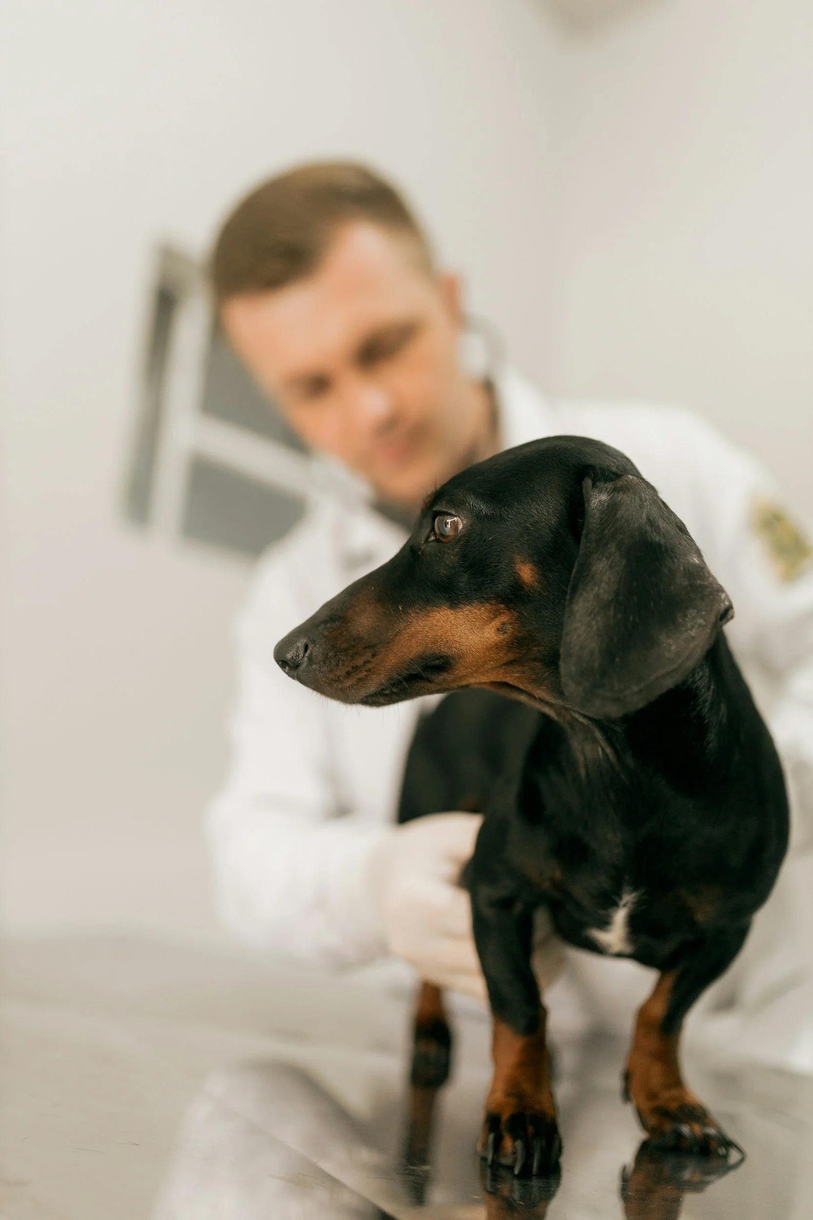 När ska man åka akut till veterinär?