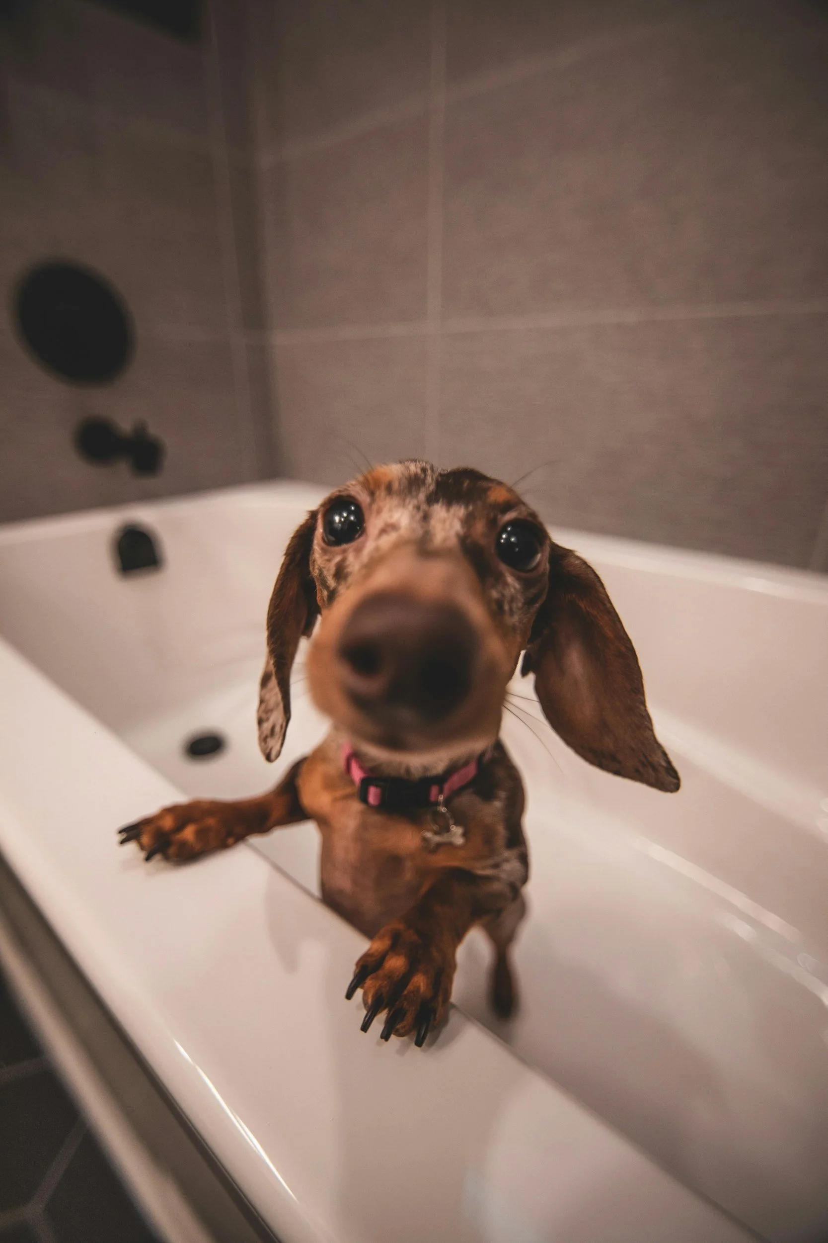 Hur ofta ska man egentligen bada sin hund?