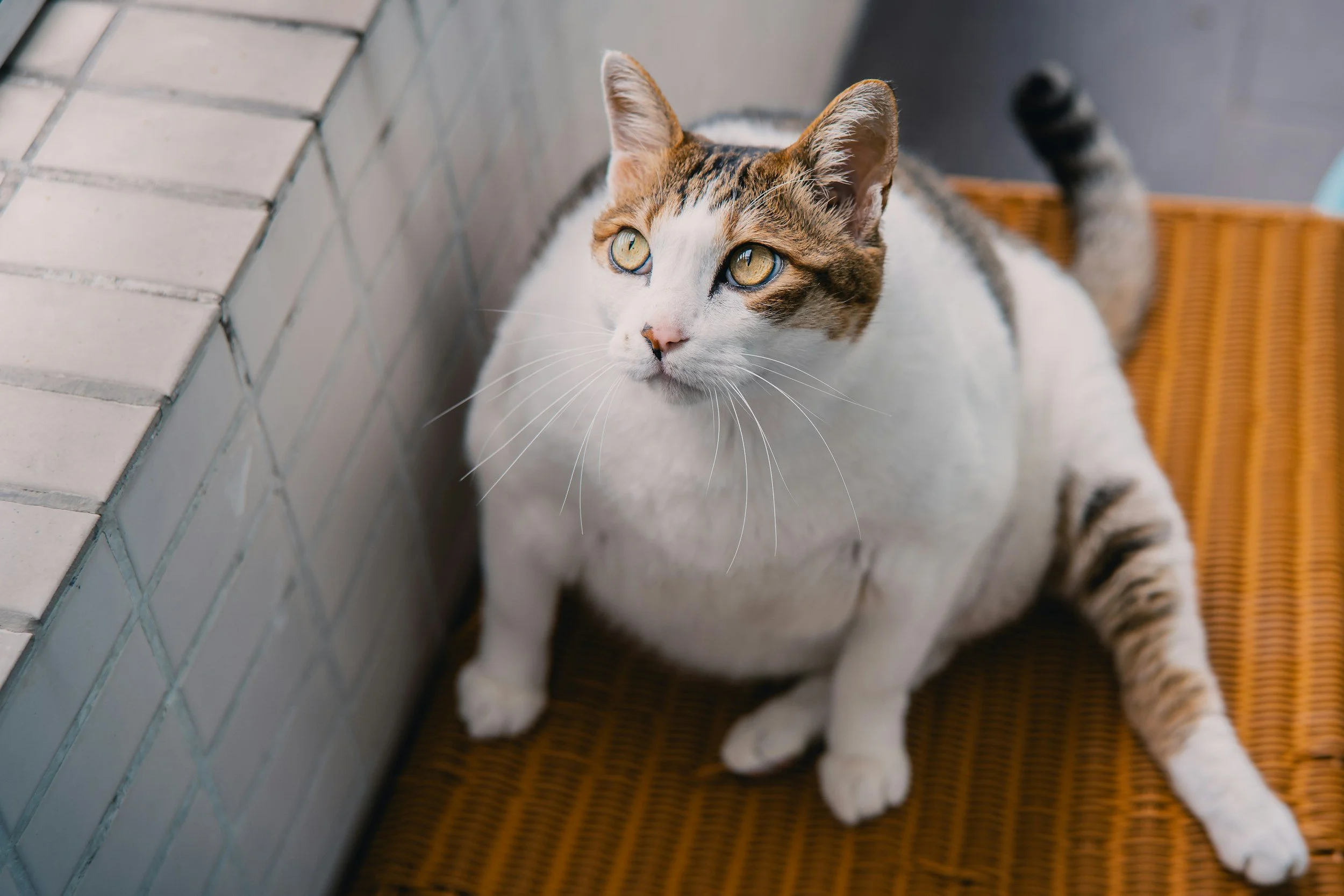 Övervikt hos katt - hur vet man?