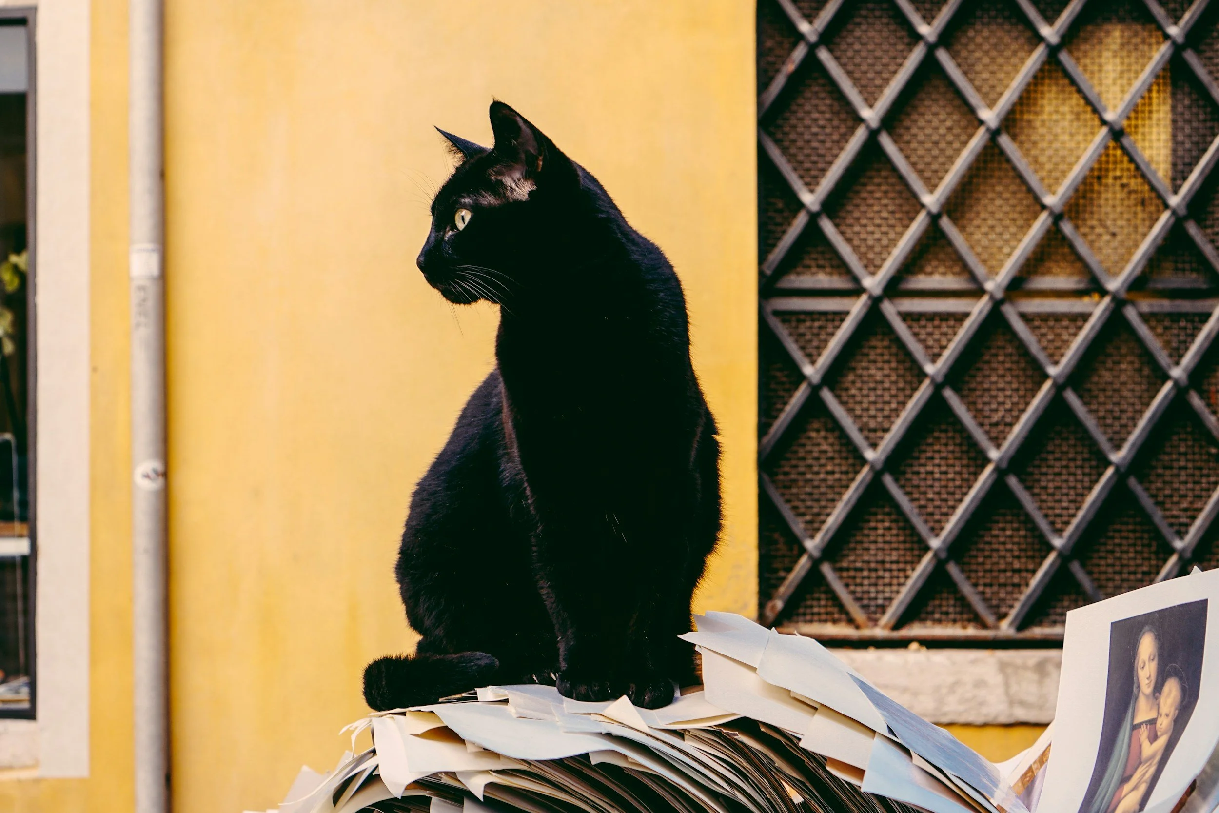 5 tecken på att din katt har ont (som många missar)