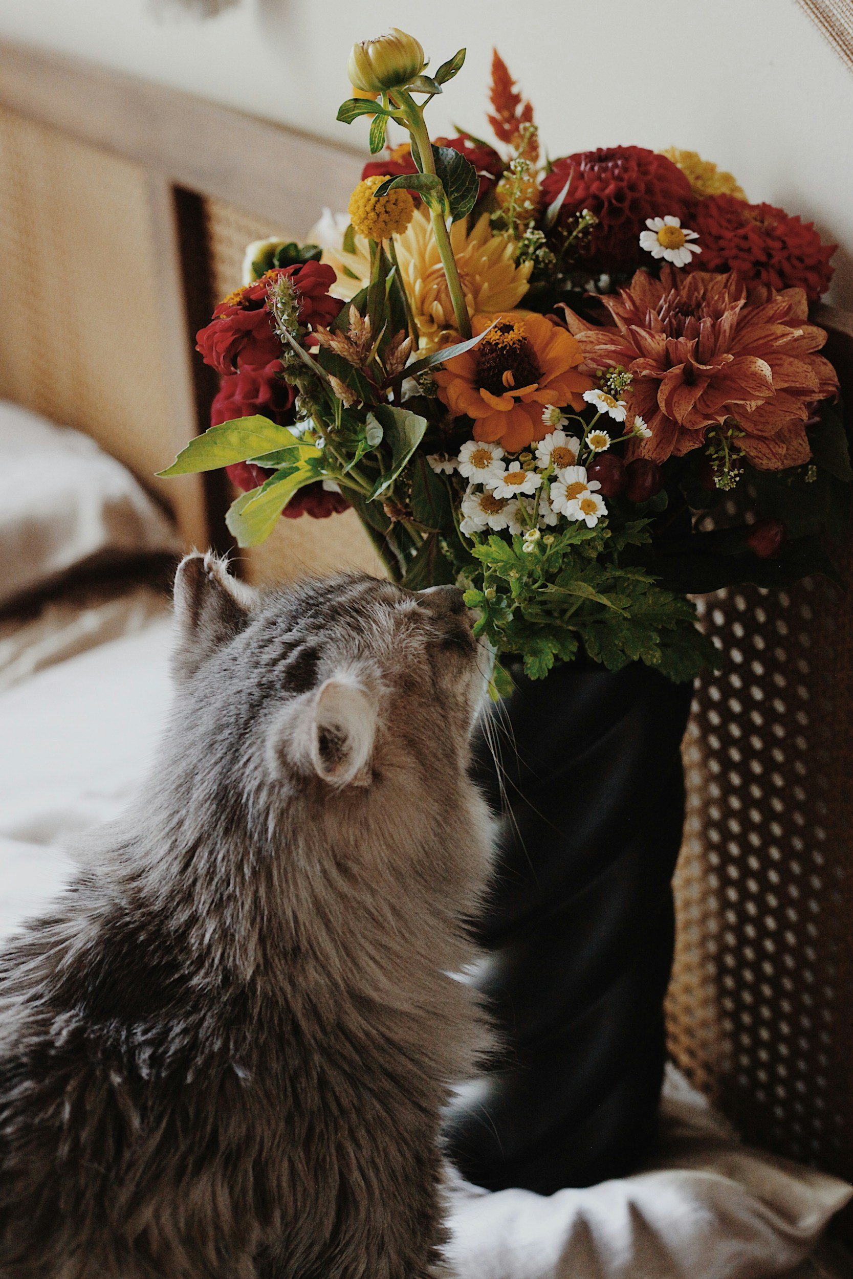 Giftiga vårblommor, vad ska djurägare se upp med hemma?
