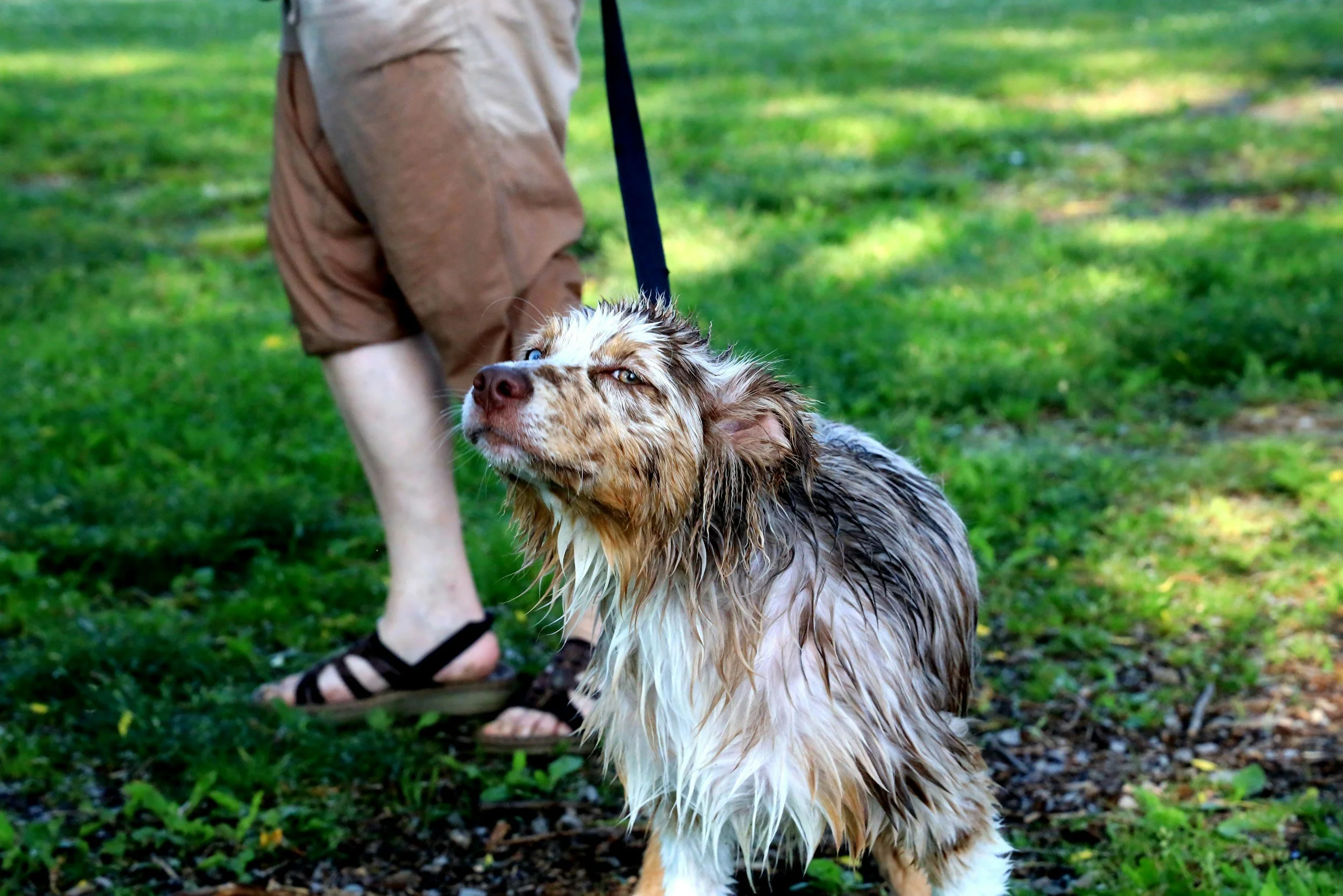 Min hund vill hälsa på ALLA, hur tränar jag bort det?