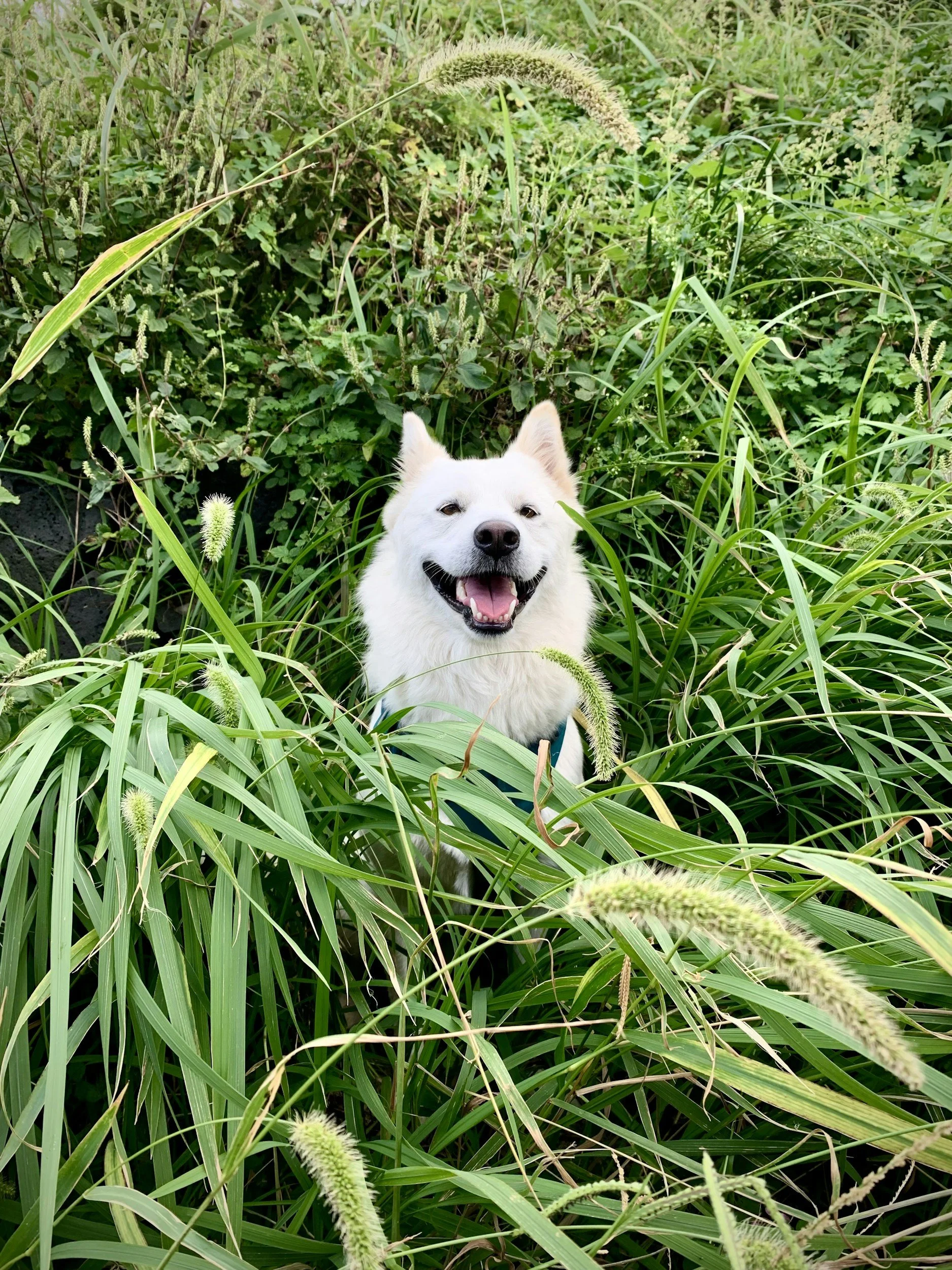 Varför äter min hund gräs?