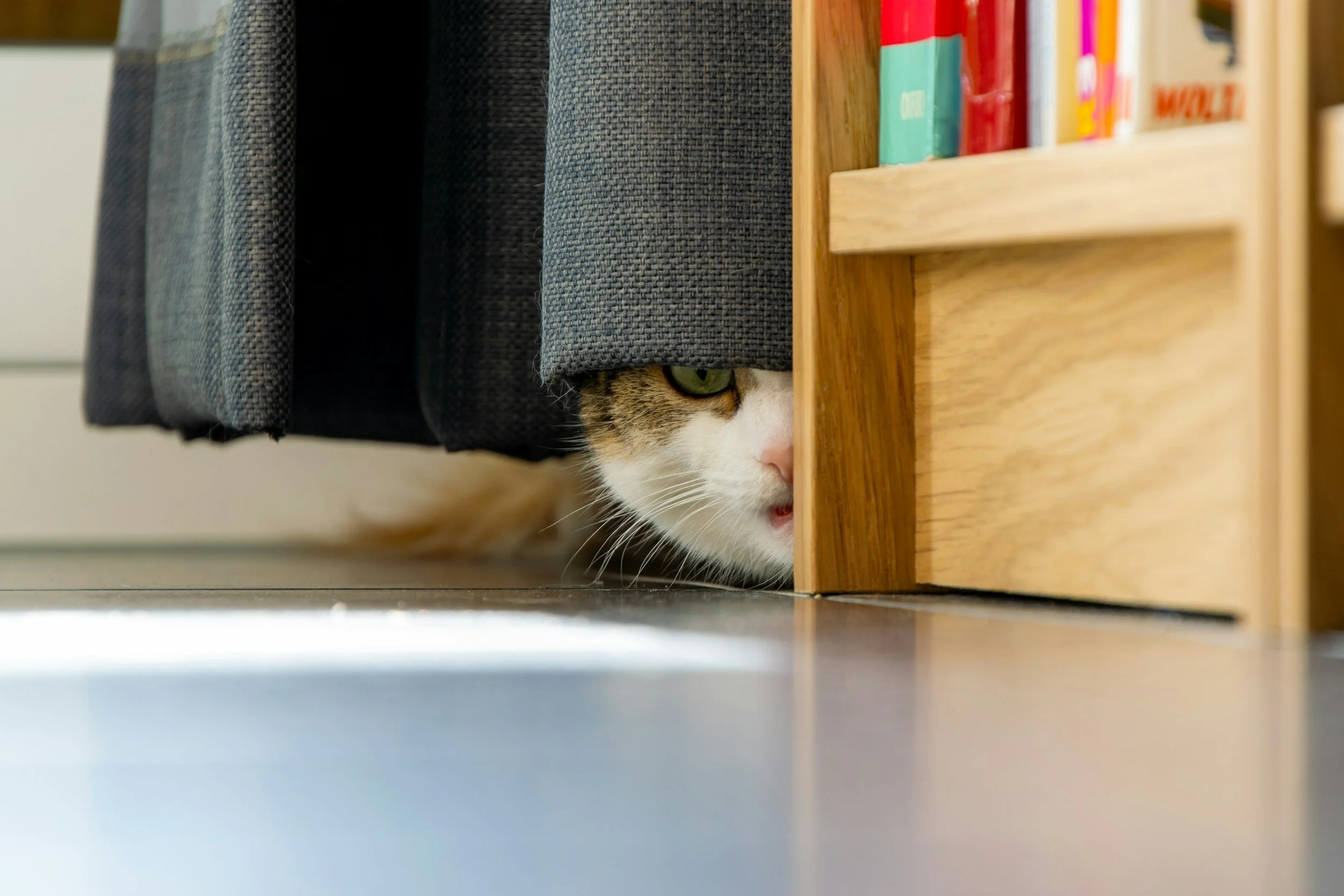 Min katt gömmer sig och beter sig annorlunda