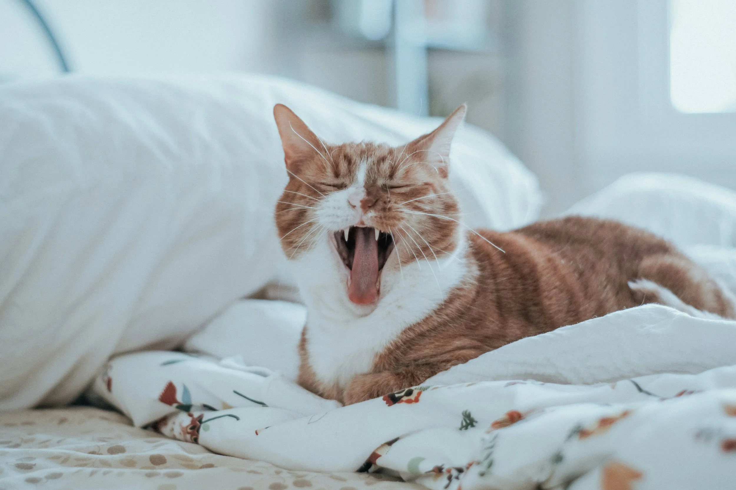 Tandsten hos katt, behöver man verkligen göra något?