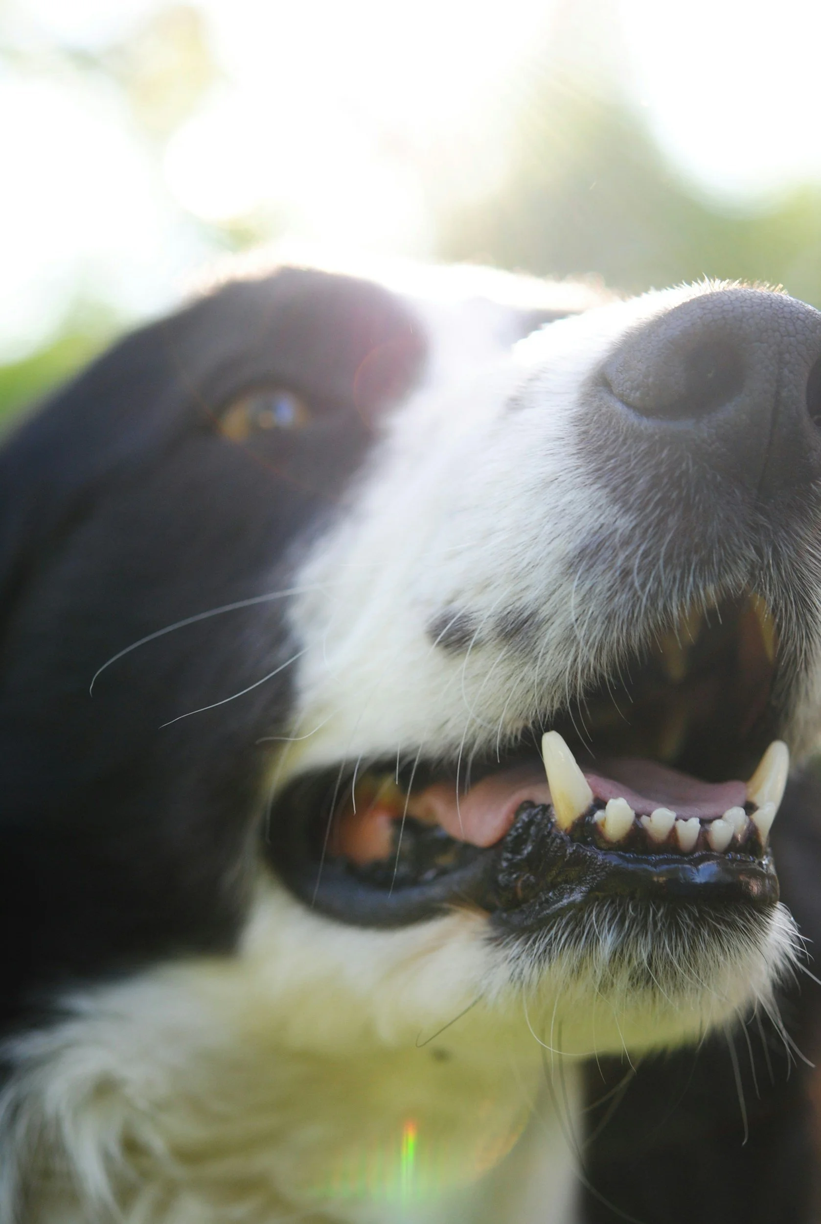 Blödande tandkött hos hund, vad betyder det?