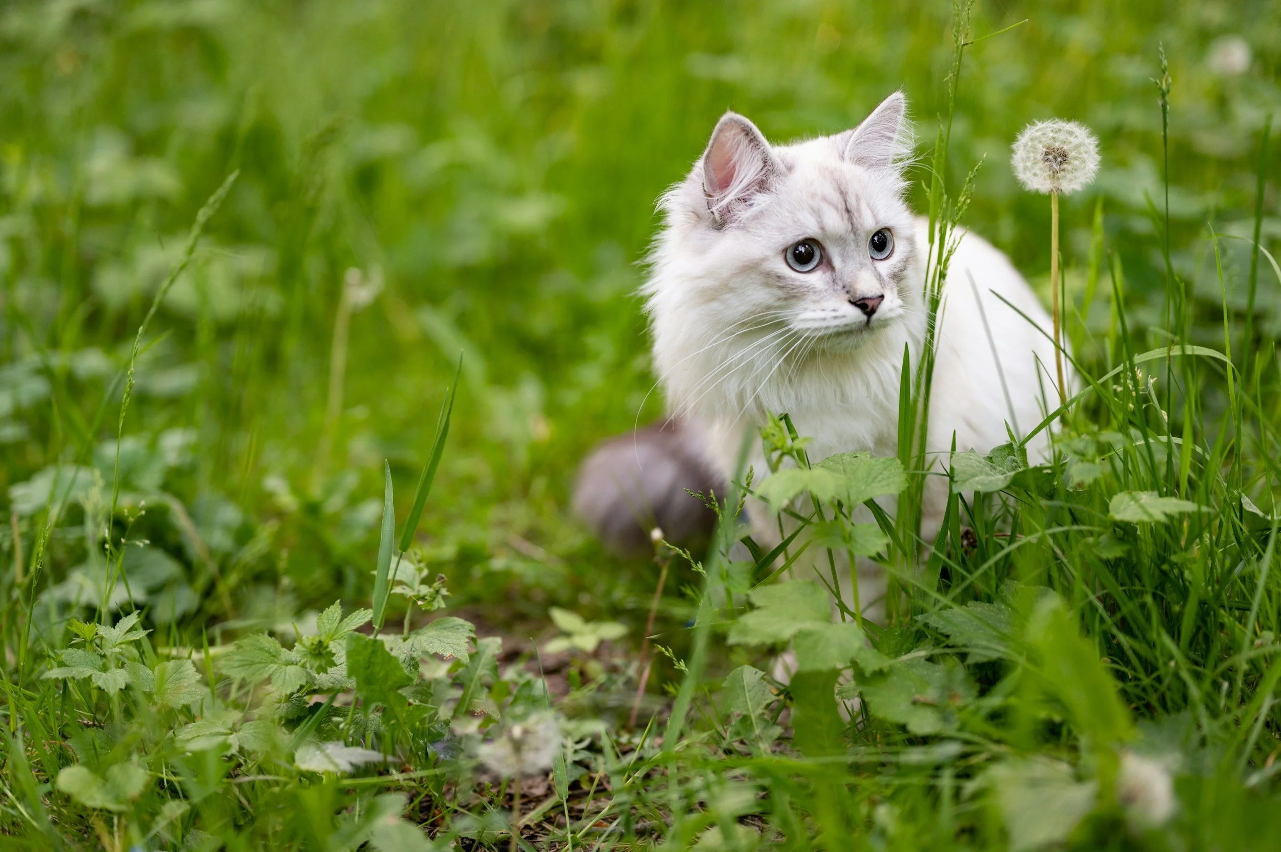 Fästingförebyggande för hund och katt. Vad funkar egentligen?