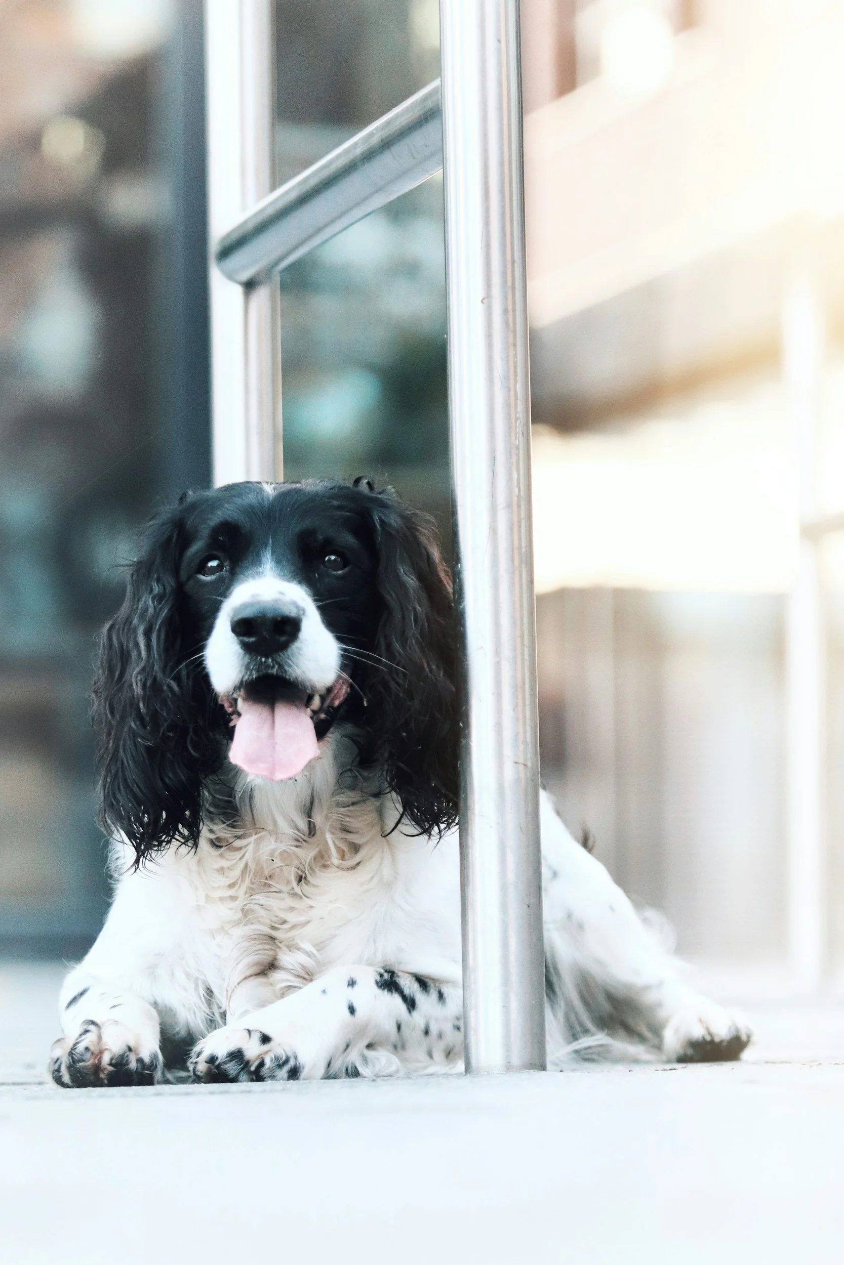 Öroninfektion hos hund - symtom att se hemma