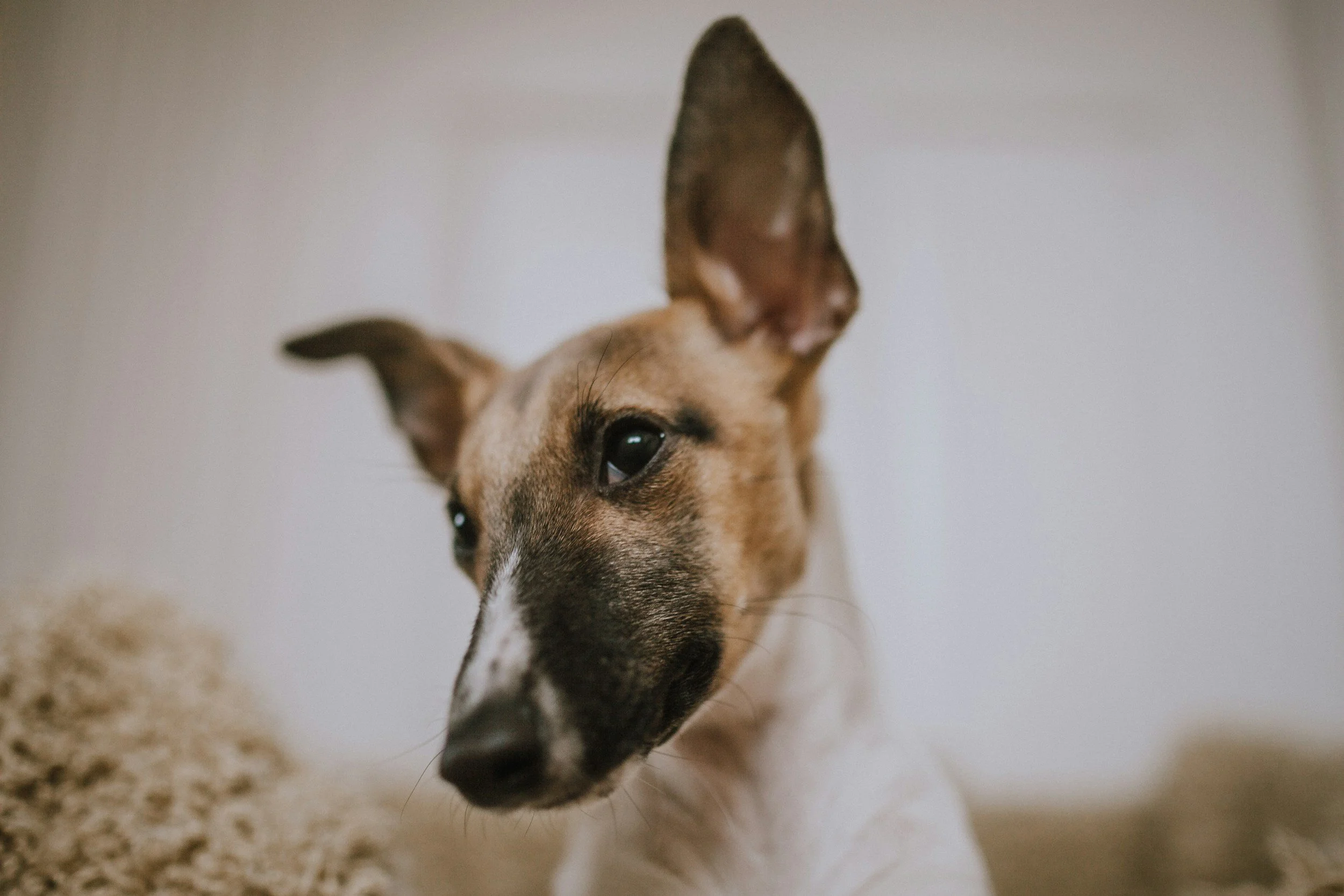 Min hund luktar illa från öronen, vad kan det bero på?
