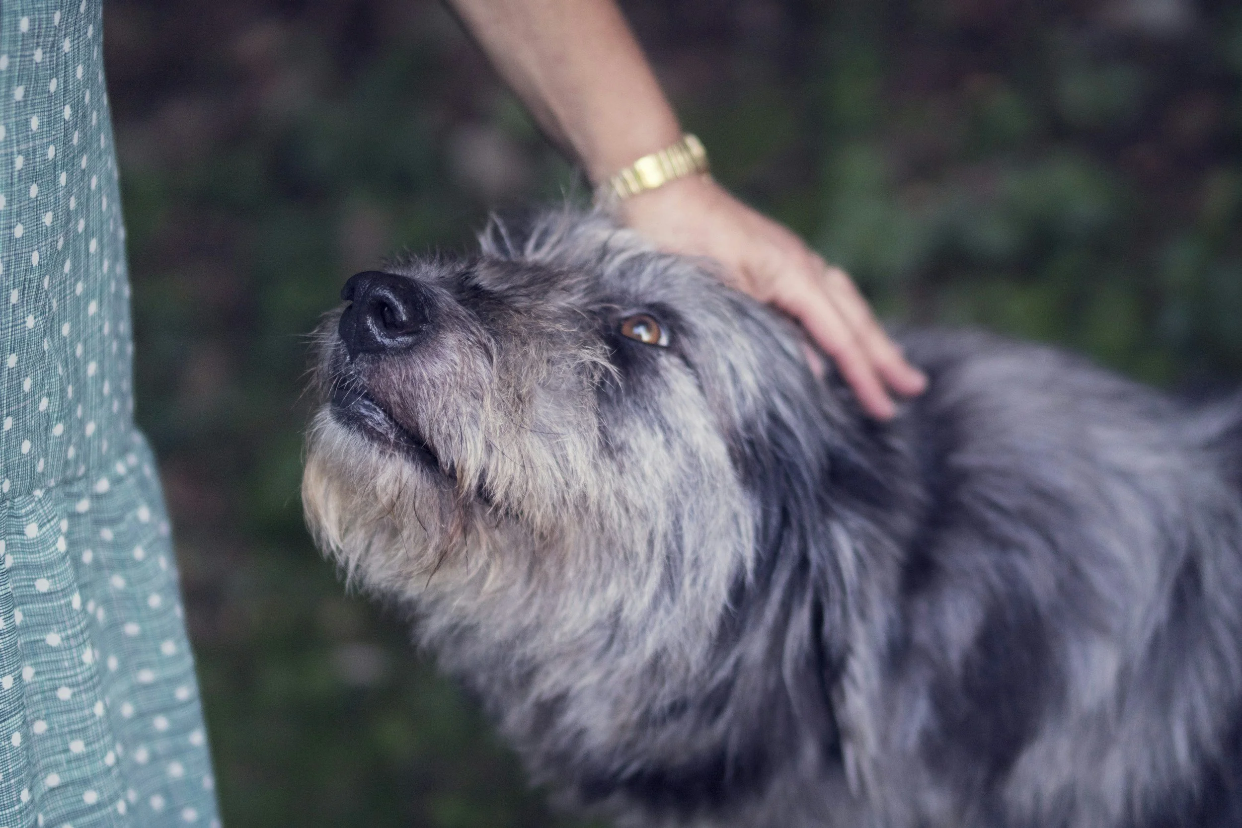 Knöl som plötsligt dykt upp på hund, hur snabbt ska den kollas?