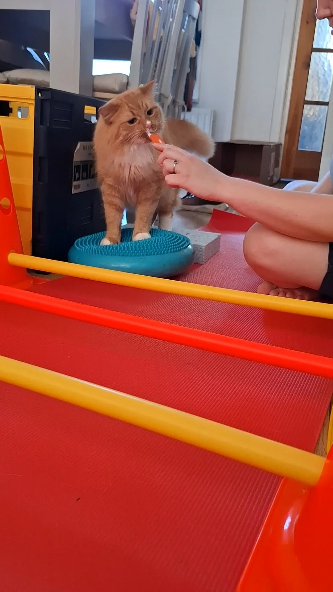 cat physiotherapy