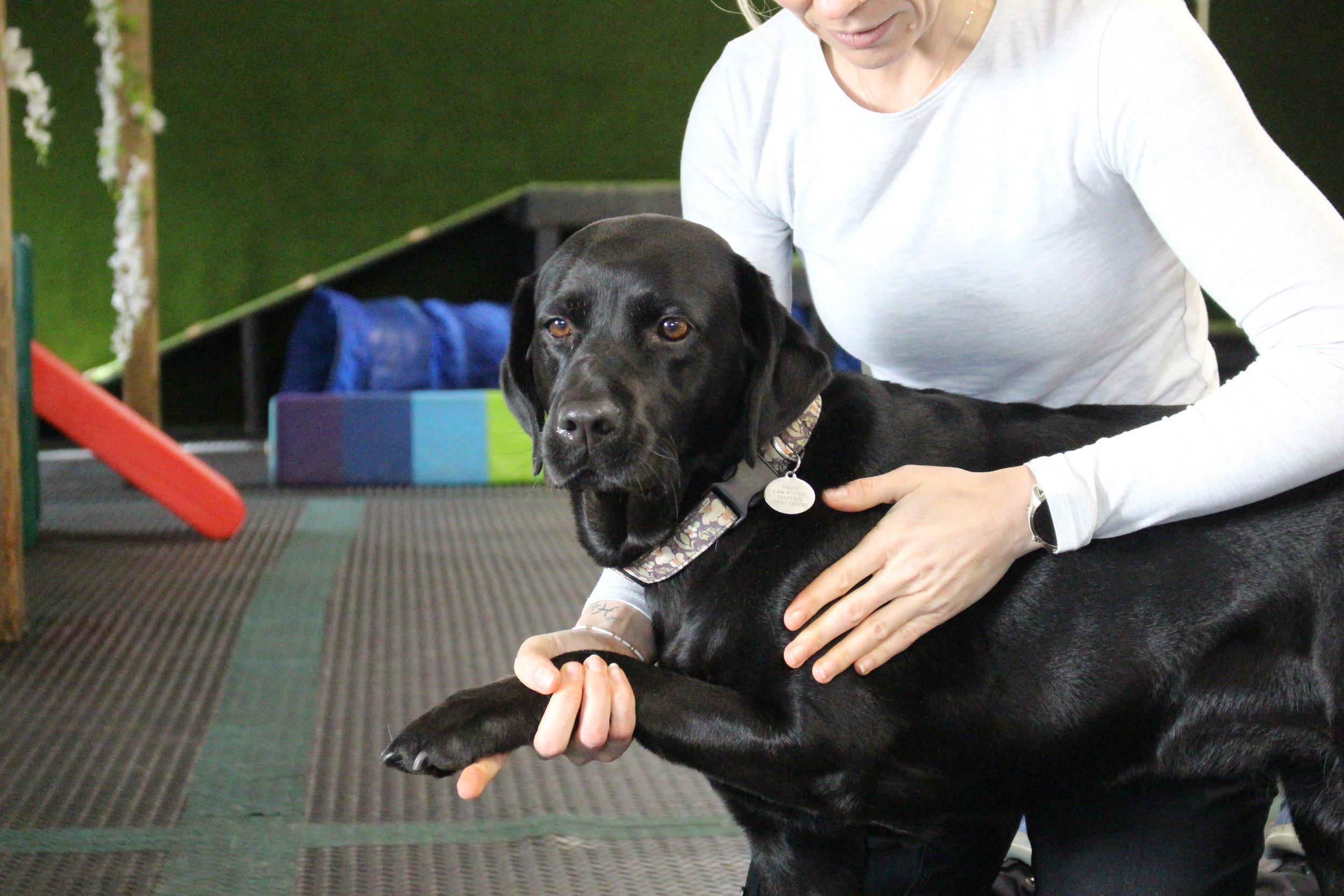 Verwood Pet Owners Arthritis Talk