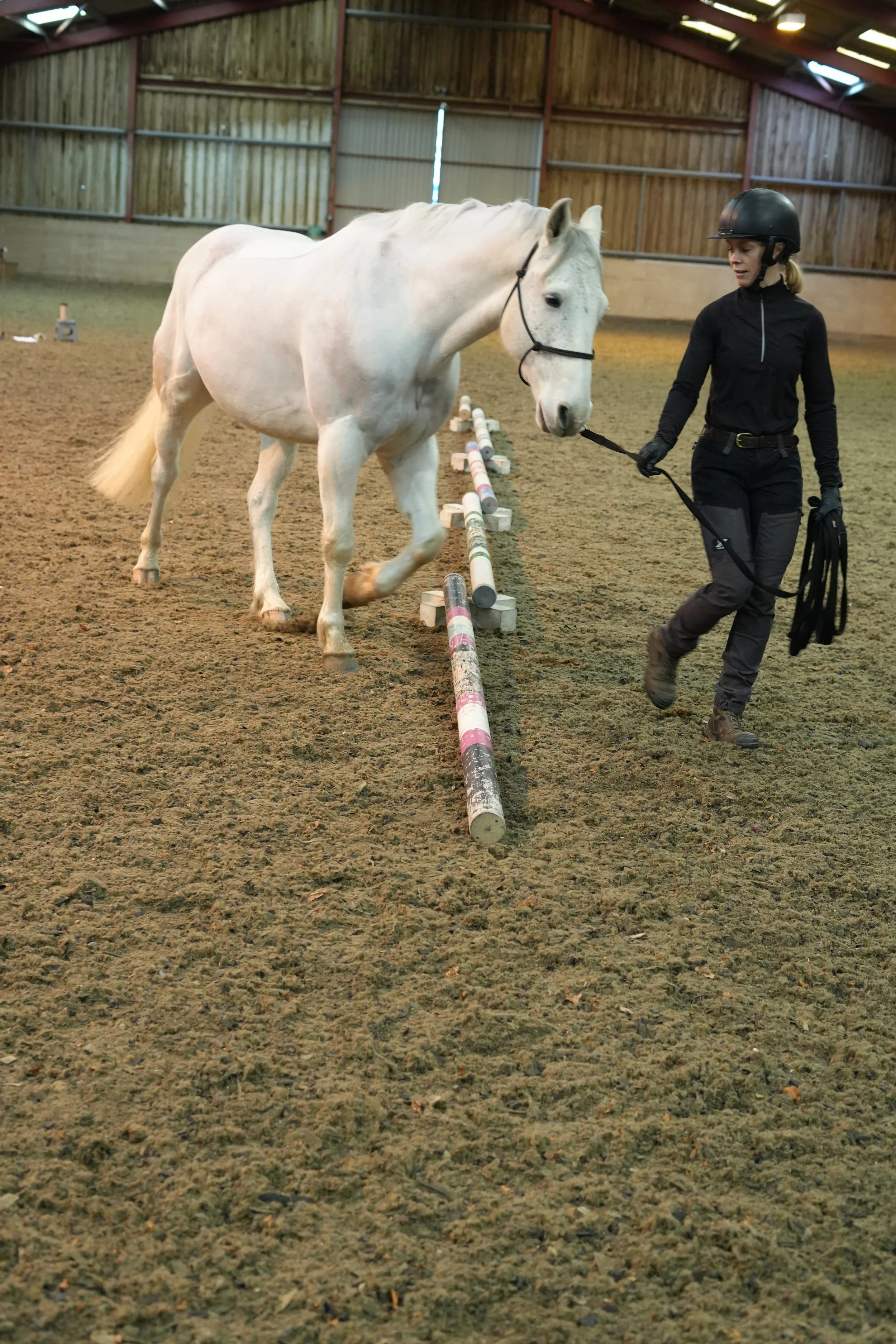 A woman in black riding attire and helmet walking a white horse inside an indoor riding arena, with poles on the ground for training exercises.