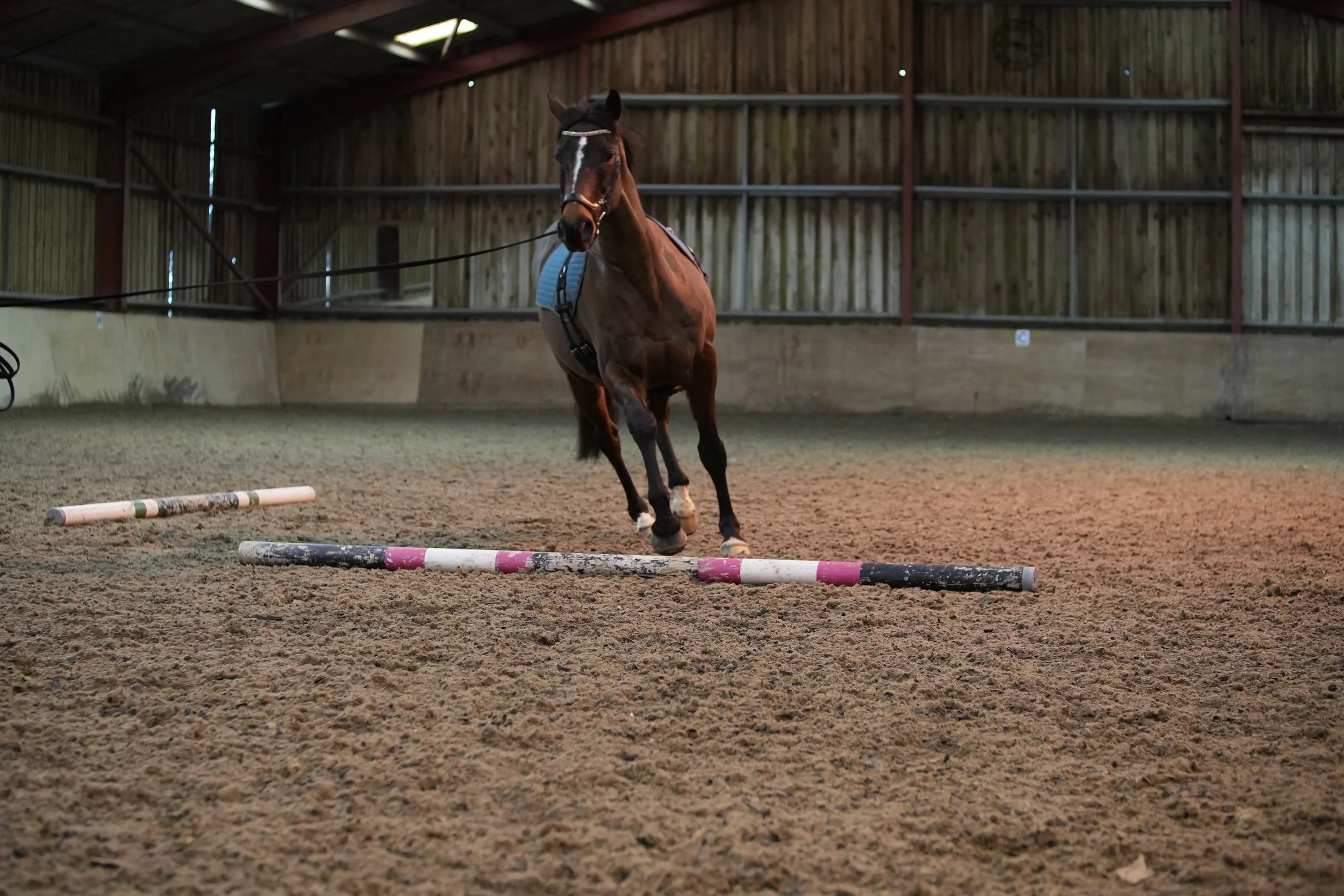 A horse jumping over poles in an indoor riding arena.