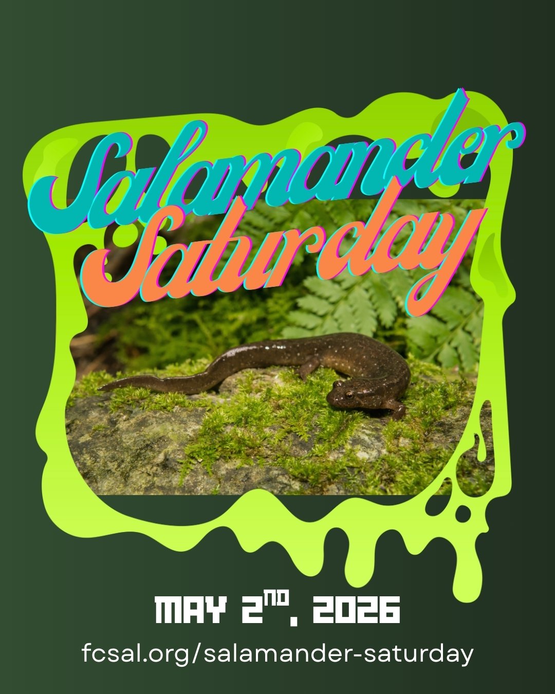 Salamander Saturday