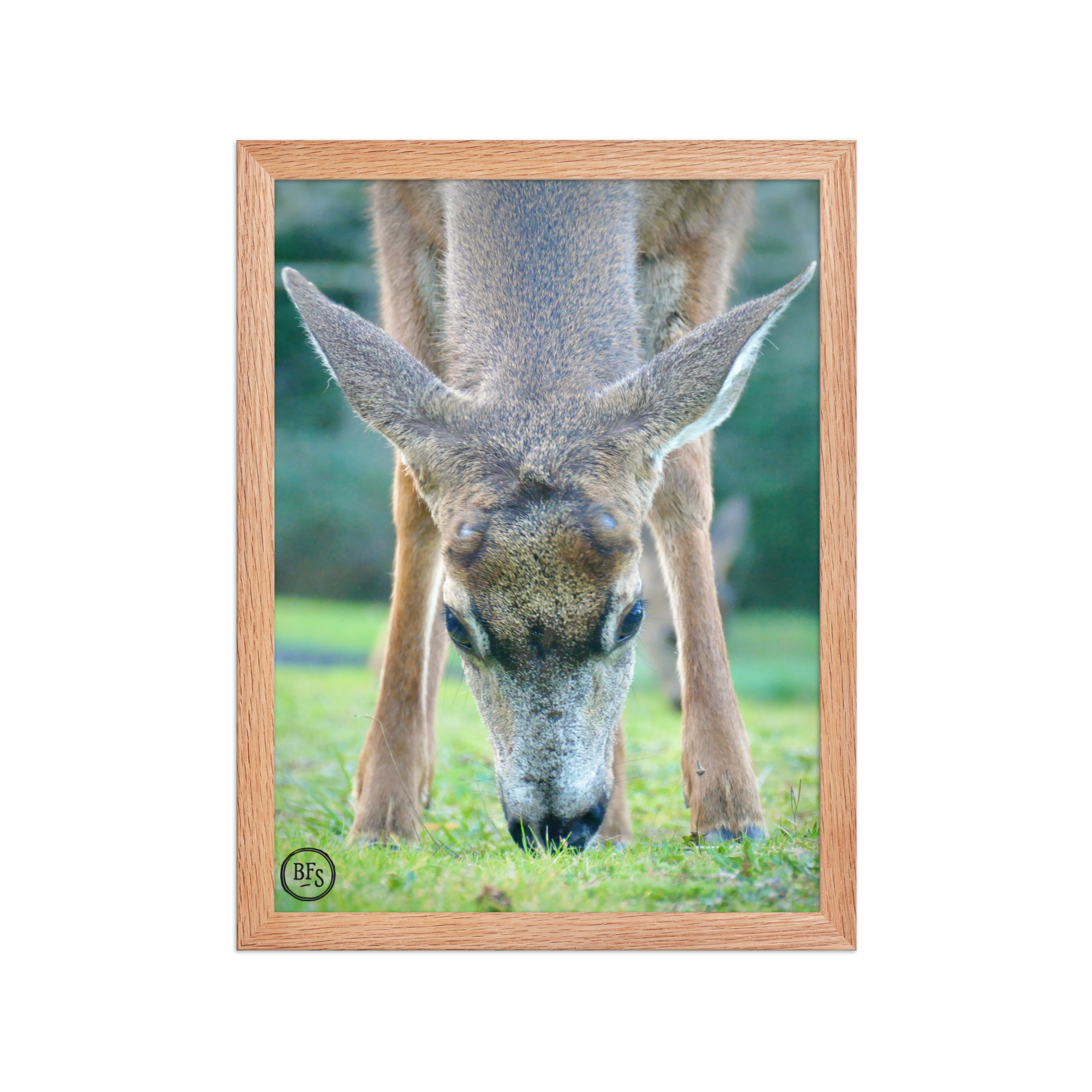 Framed Poster - Woodland Deer